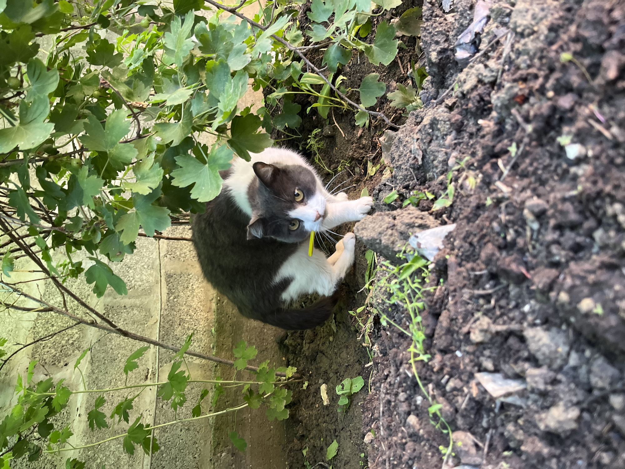 The image, seemingly taken from above, depicts a gray and white cat in a natural setting. The cat is positioned between a patch of leafy green plants and a section of dark soil and rocks. The cat is wearing a yellow collar. The location may be in or near Kaspiysk, Russia.