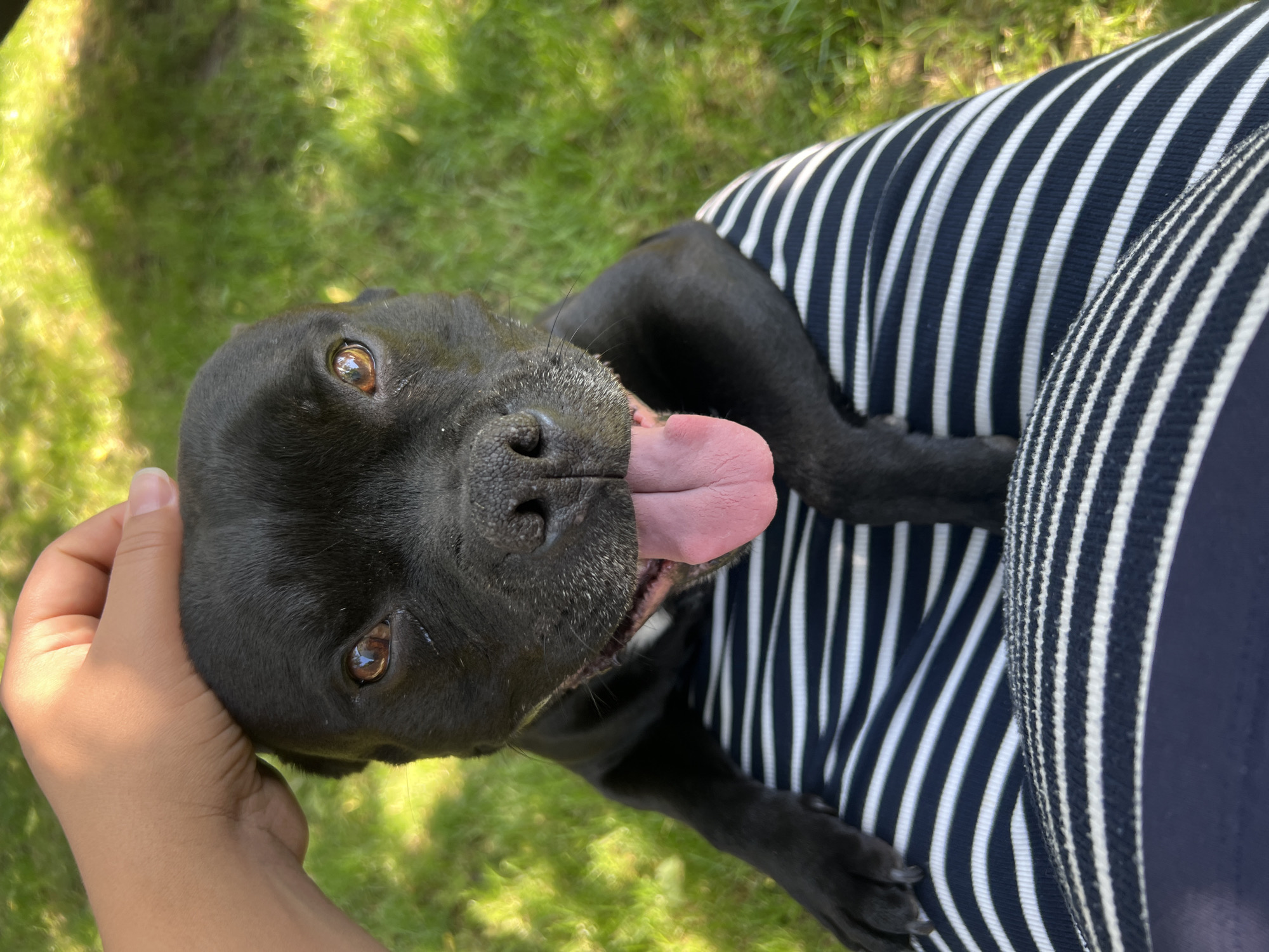 A black Staffordshire Bull Terrier is being petted on the head by a human hand, its head resting on the lap of someone wearing a navy and white striped skirt. The dog's tongue is sticking out, and its eyes are open and looking at the camera. The background is a grassy lawn, with sunlight dappling through the leaves of a tree, suggesting an outdoor setting, possibly a park or backyard.