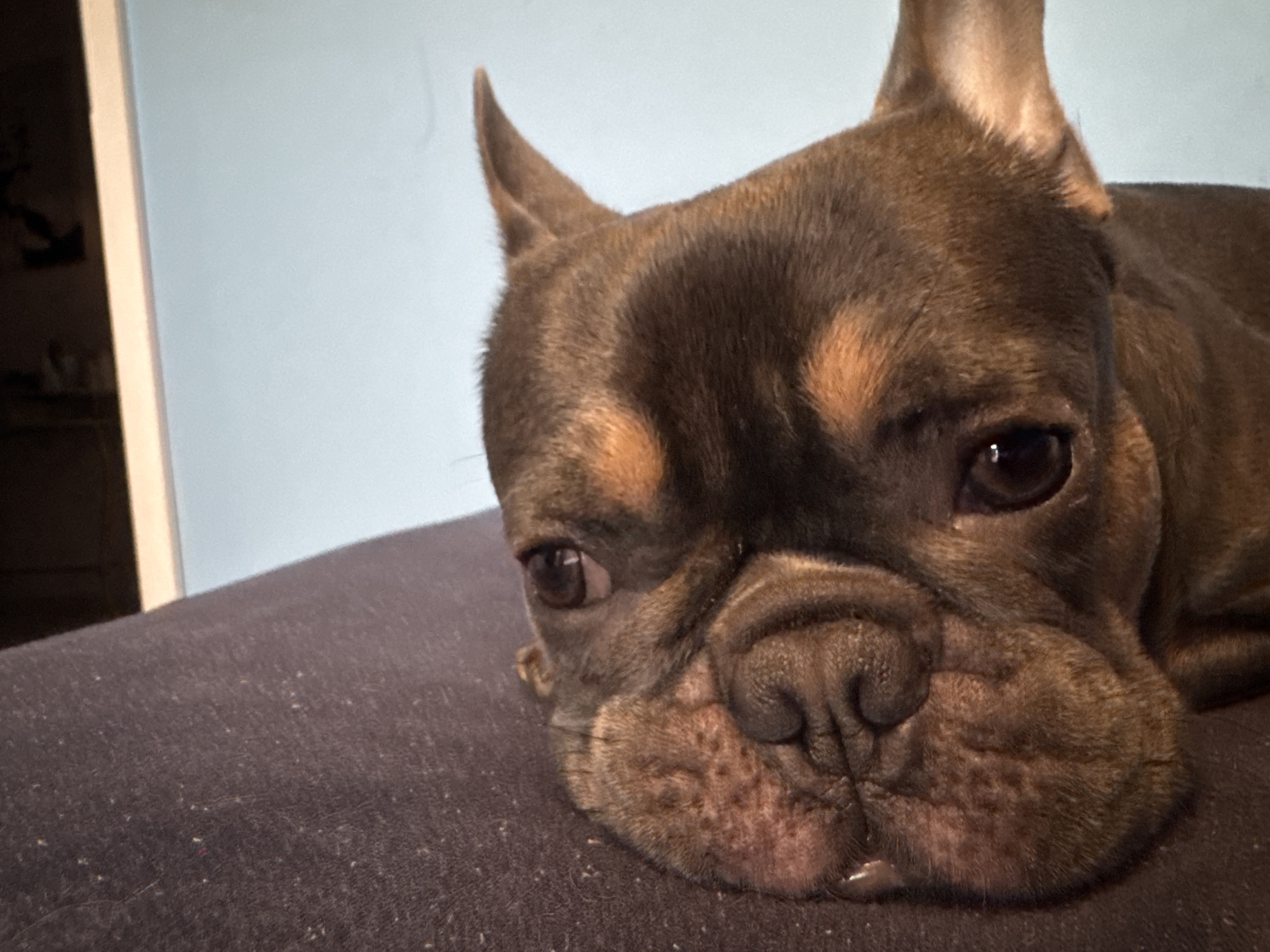 The image features a close-up portrait of a French Bulldog resting indoors, with the provided location context of Burgas, Bulgaria. The dog's head is the primary subject, filling much of the frame. It has dark brown fur with distinct tan markings above its eyes and on its cheeks. Its dark eyes are open and show a reflection of light, while its characteristic erect, bat-like ears are visible at the top of its head.
The dog is lying on a dark, textured surface, which appears to be a cushion or bed, showing some light-colored specks, possibly lint or pet hair. The background consists of a plain, light blue wall. On the far left, a sliver of a light-colored vertical structure, likely a doorframe or piece of furniture, is partially visible. The lighting is soft and indirect, creating a gentle atmosphere. The dog's expression appears calm and relaxed, conveying a sense of rest or contemplation. There is no visible text in the image.