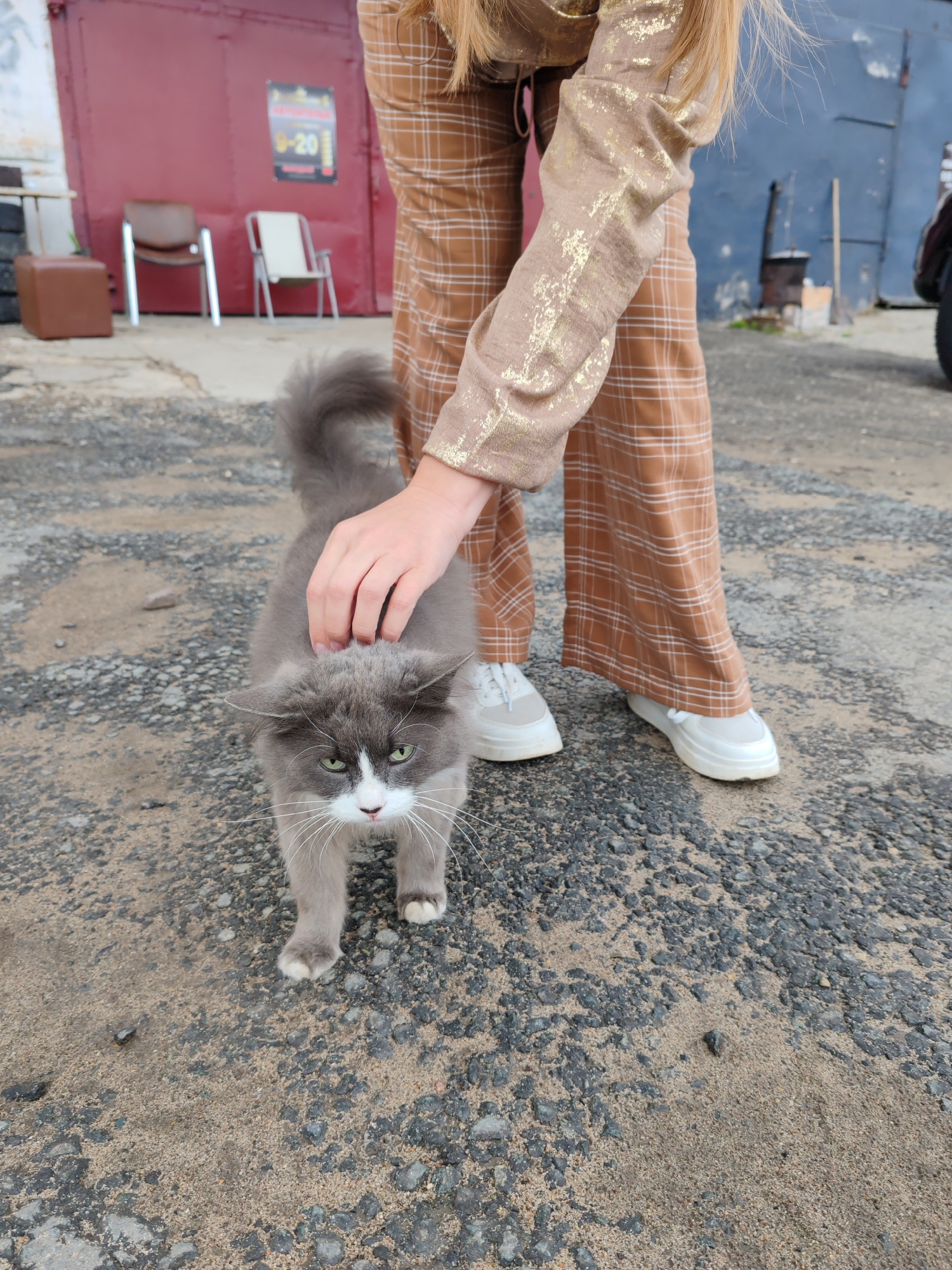 The image depicts a medium-sized, long-haired gray and white cat standing on a gravelly surface in front of a large red metal garage door. A person, partially visible from the waist down, is reaching down and petting the cat with their right hand. The person is wearing high-waisted, wide-leg pants with a brown and white plaid pattern and a light brown top with gold metallic accents. They are also wearing white sneakers. Behind the person and the cat, there are two chairs, one brown and one white, placed against the red garage door. To the left, a brown cube-shaped ottoman is visible. The environment appears to be an outdoor urban or industrial setting. The exact location within Syktyvkar, Russia cannot be determined from the image alone, but the presence of industrial structures and plain urban infrastructure is suggested.
