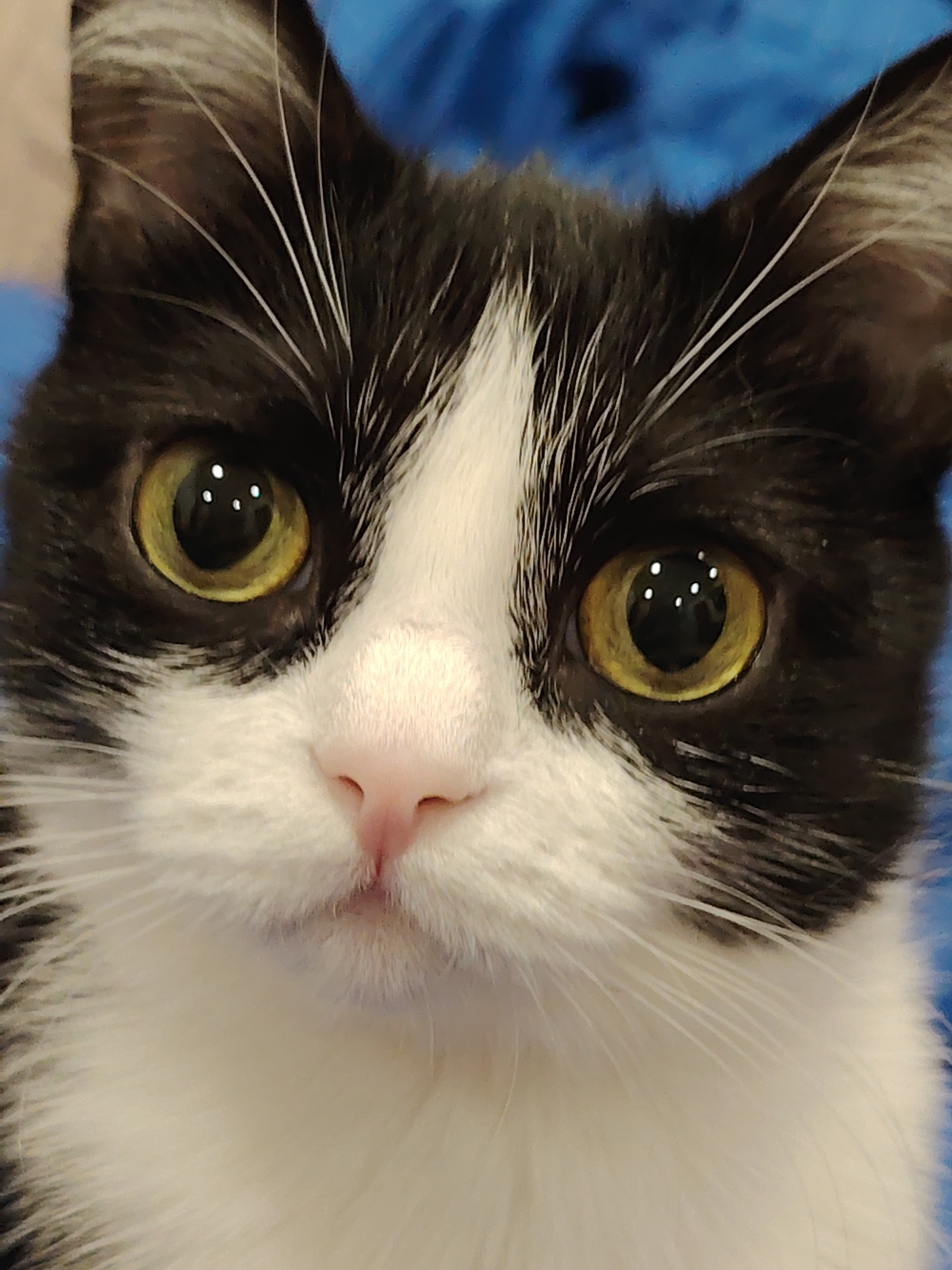 A close-up shot reveals the face of a black and white cat with striking yellow eyes. The cat's fur is predominantly white around its nose, mouth, and chest, contrasting with the black fur around its eyes and on the top of its head and ears. The cat's pink nose is prominently centered, and its large, round eyes reflect points of light. The background appears to be a blurred, solid blue color. The location in the city of Unknown, Unknown. is not revealed in the image.