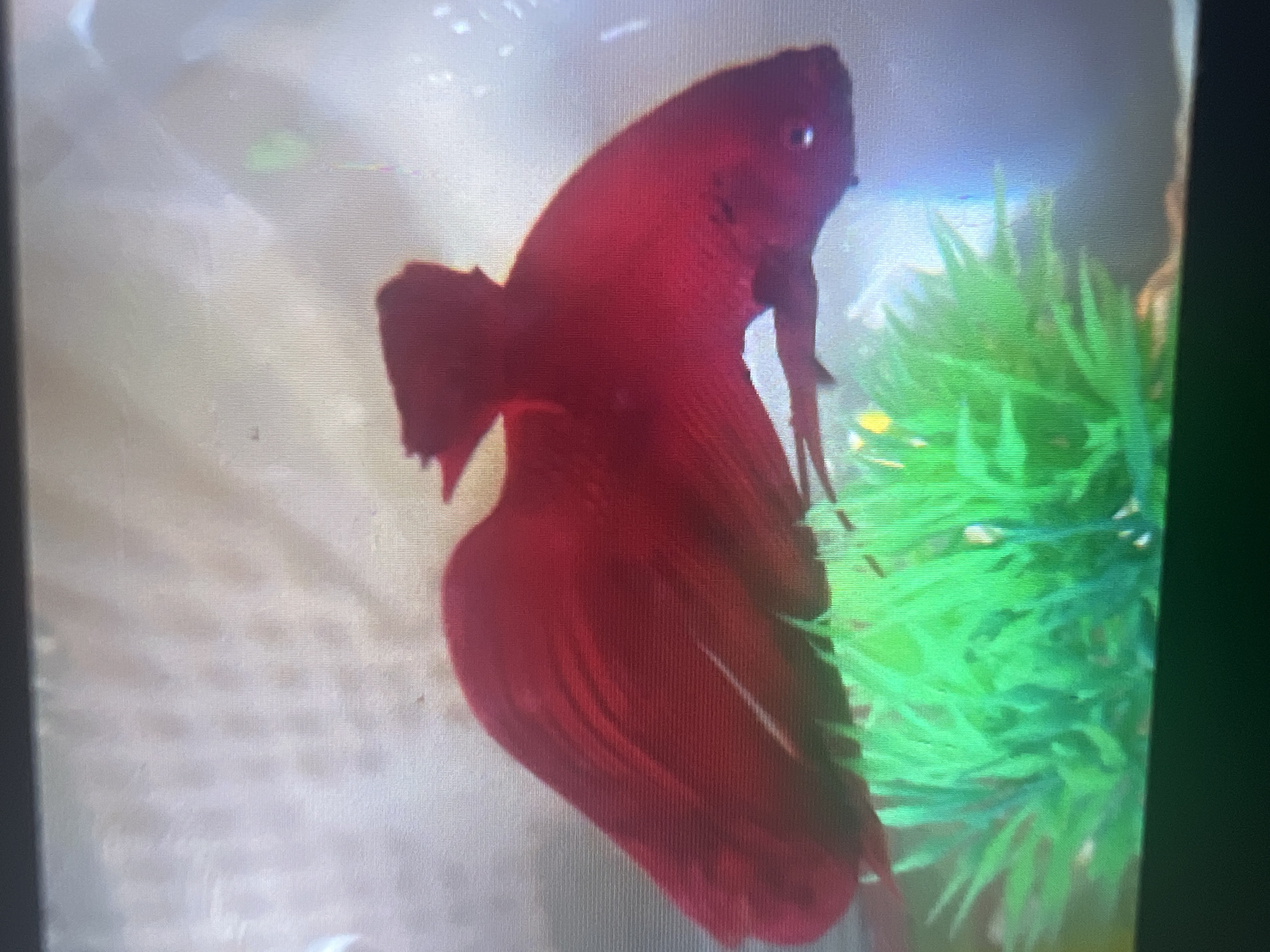 A red betta fish swims horizontally in an aquarium, positioned in front of a bright green artificial plant. The fish's body is elongated with prominent fins, and its eye is visible. The background is a light, blurred gray with some indistinct circular patterns. The image does not contain any information about the city of Moscow, Russia.