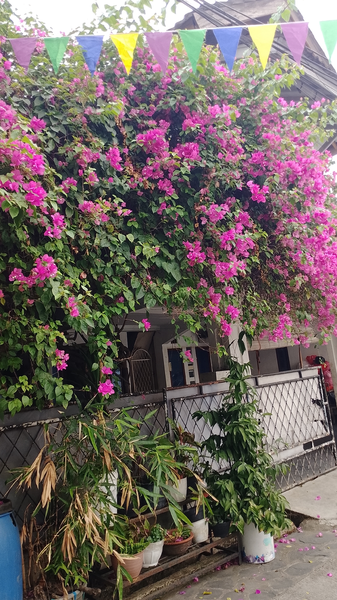 The image depicts a dense bougainvillea vine covered in vibrant pink flowers, cascading over a residential fence. A string of colorful triangular flags is hung above the flowers, suggesting a festive occasion. In the foreground, various potted plants, including bamboo-like foliage and a leafy green plant, are arranged on metal shelving units. The fence is made of black metal with a diamond pattern. Behind the fence, a house with a white exterior and dark windows is partially visible. The ground is paved, and scattered pink petals indicate the presence of fallen flowers. The overall scene suggests an outdoor residential setting in Bojongsoang, Indonesia, characterized by lush vegetation and decorative elements. No people are visible in the image.