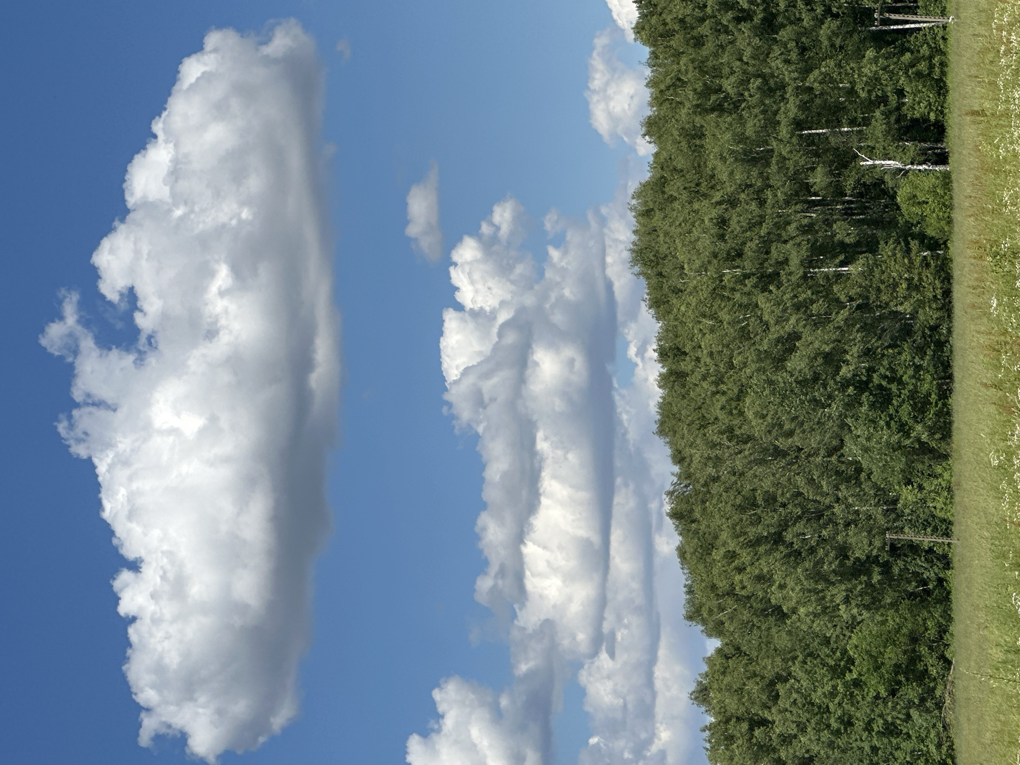 This is a landscape photograph taken in Lukovnya, Russia, under a bright, daytime sky. The image features a striking contrast between the natural elements of a forest and sky.
The left side of the frame is dominated by a vast blue sky, punctuated by several large, fluffy white clouds. One particularly prominent cloud occupies a significant portion of the left half of the image, its white mass appearing soft and voluminous against the clear blue. Other, smaller clouds are scattered throughout the sky, some appearing more wispy and elongated.
On the right side of the image, a dense forest of green trees stretches across the frame. The trees are predominantly deciduous, with a lush canopy that appears full and vibrant. Interspersed among the green foliage are the distinctive white trunks of birch trees, their slender forms visible as vertical lines against the darker greens. The forest edge meets a strip of green grassland, dotted with small white wildflowers, suggesting a rural or natural setting. A single wooden utility pole is visible within the trees, a subtle sign of human presence.
The overall impression is one of a serene and natural landscape on a clear day, likely during the warmer months given the full foliage of the trees and the abundance of wildflowers. The lighting suggests it is midday, with the sun high in the sky, casting bright illumination on the clouds and the tops of the trees. There is no visible text in the image.