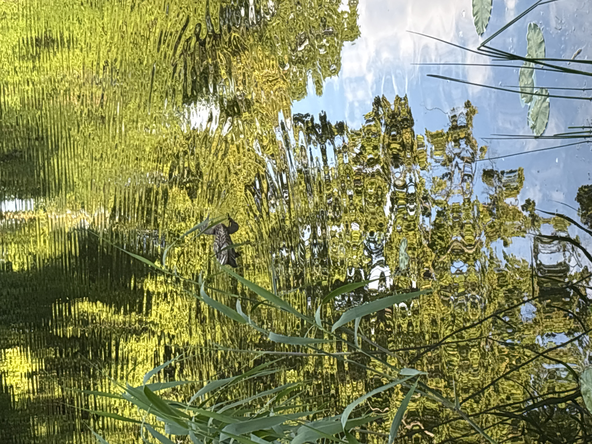 The image captures a vibrant and abstract natural scene, dominated by reflections on a rippled water surface. The primary reflected elements are lush, bright green trees or foliage, filling most of the frame with wavy, elongated patterns and vertical streaks due to the water's movement. Patches of clear blue sky with soft white clouds are also reflected, particularly in the upper right and central parts of the image (when mentally rotated to landscape orientation).
In the mid-ground, a dark, indistinct, and heavily distorted shape, revealed by the provided crops to be a bird (possibly a heron or similar waterfowl), is visible amidst the reflected foliage, adding a subtle point of interest. In the immediate foreground, several green aquatic plants, including long, narrow blades and broader, flat leaves resembling lily pads, partially obscure the reflections.
The scene is illuminated by bright daylight, suggesting a sunny day in a natural setting like a pond or calm river. The constant motion of the water transforms the reflections into an almost painterly, dynamic composition. The setting is likely a tranquil outdoor area in Saint Petersburg, Russia. There is no visible text in the image.