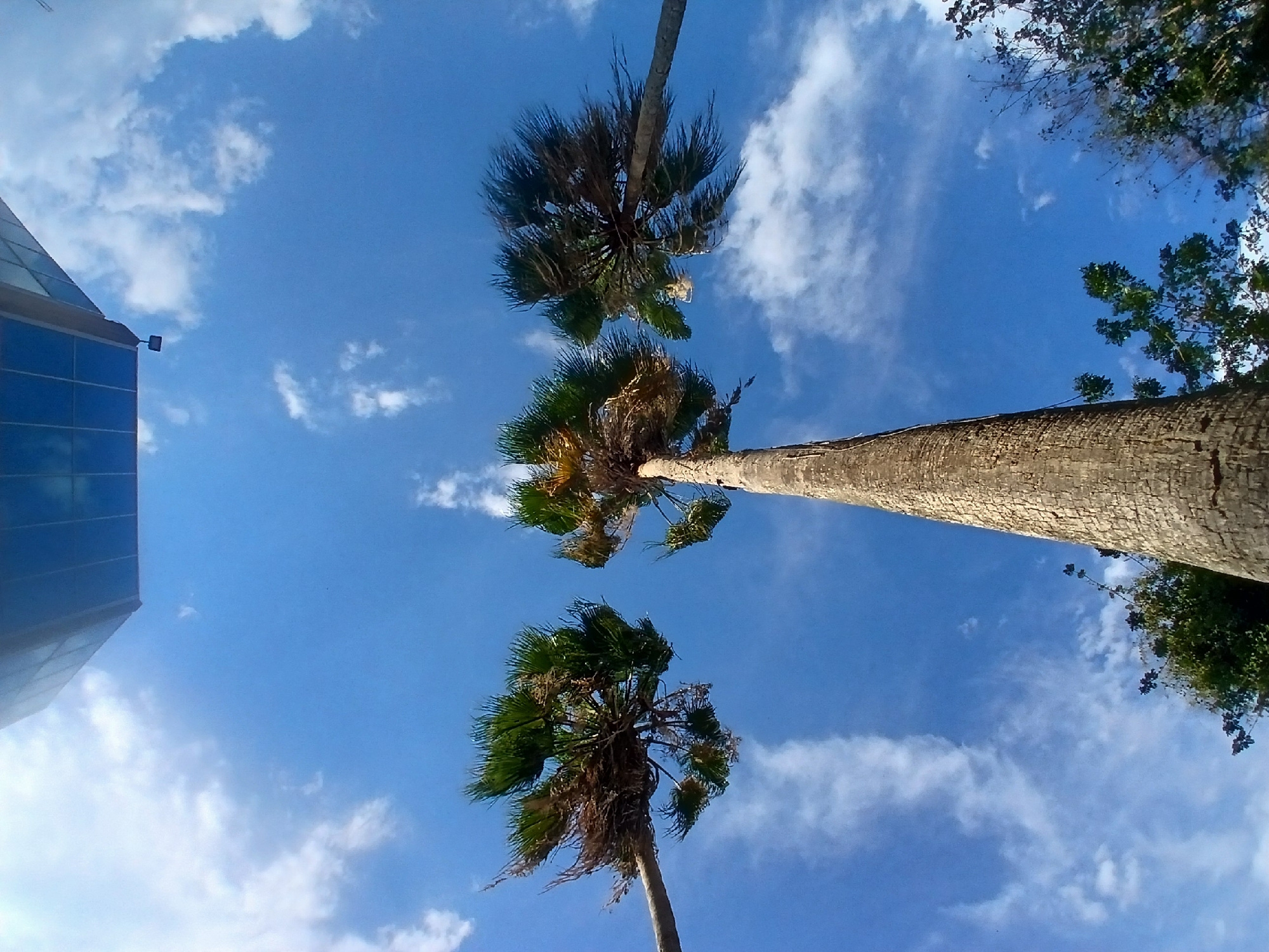 The image, taken from a low angle, showcases a clear blue sky with scattered white clouds in Ciudad Guayana, Venezuela. Three palm trees dominate the view, their trunks ascending towards the center of the frame. The texture of the palm trunks is visible, displaying a rough, bark-like pattern. The fronds of the palm trees are lush and green. To the left of the frame is a portion of a building with glass windows. To the right of the palm trees is a green tree branch.