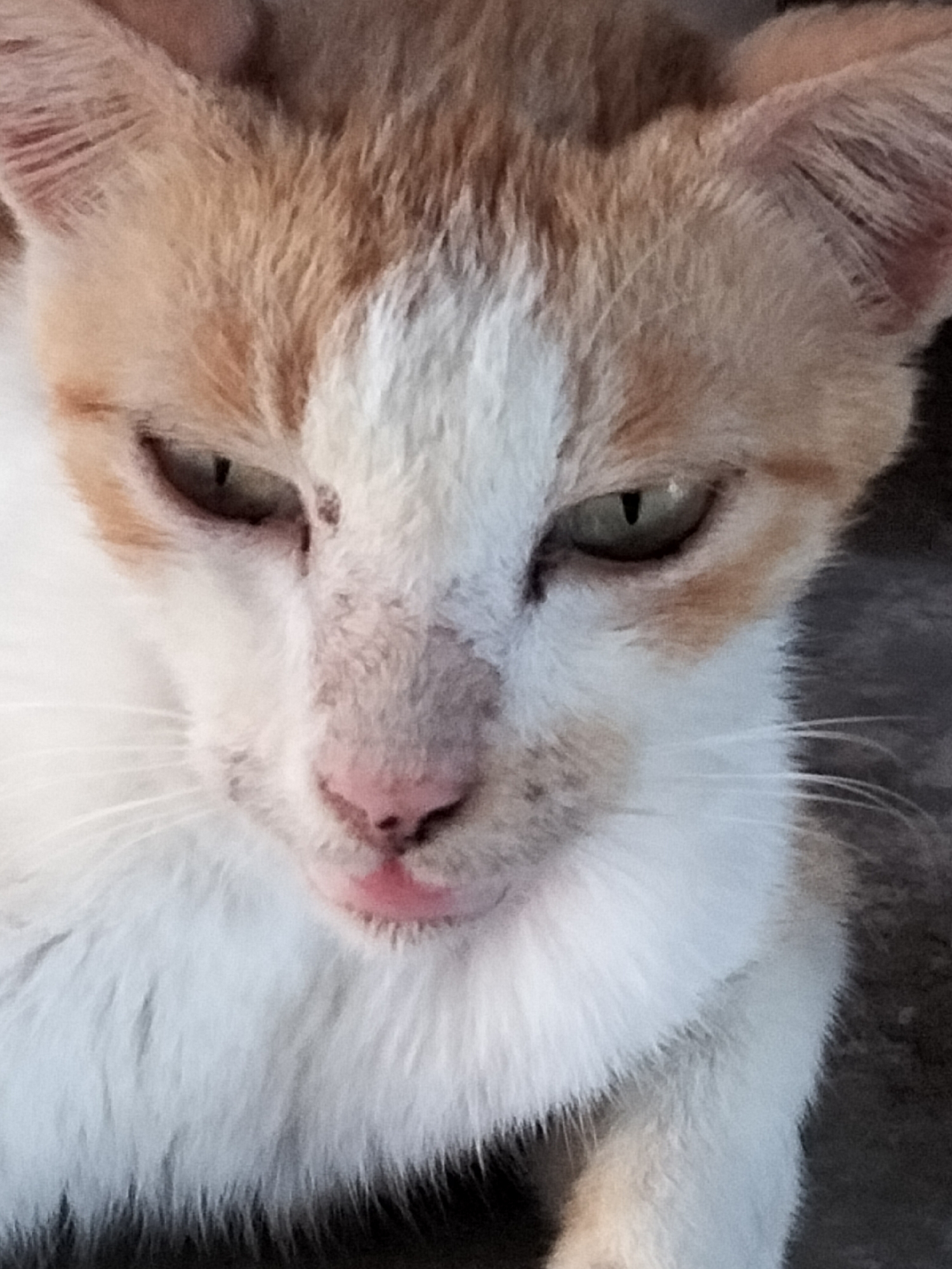 A close-up, eye-level, head-on shot captures the face of a ginger and white cat. The cat's green eyes are partially closed and looking downwards. Its pink nose is slightly wet and its mouth is open, revealing a pink tongue. The cat's fur is short and appears slightly matted around its nose and mouth. The background is out of focus and appears to be a dark, gritty surface. The image does not contain any recognizable landmarks or information that would indicate a specific location in Payagaboh, Indonesia.