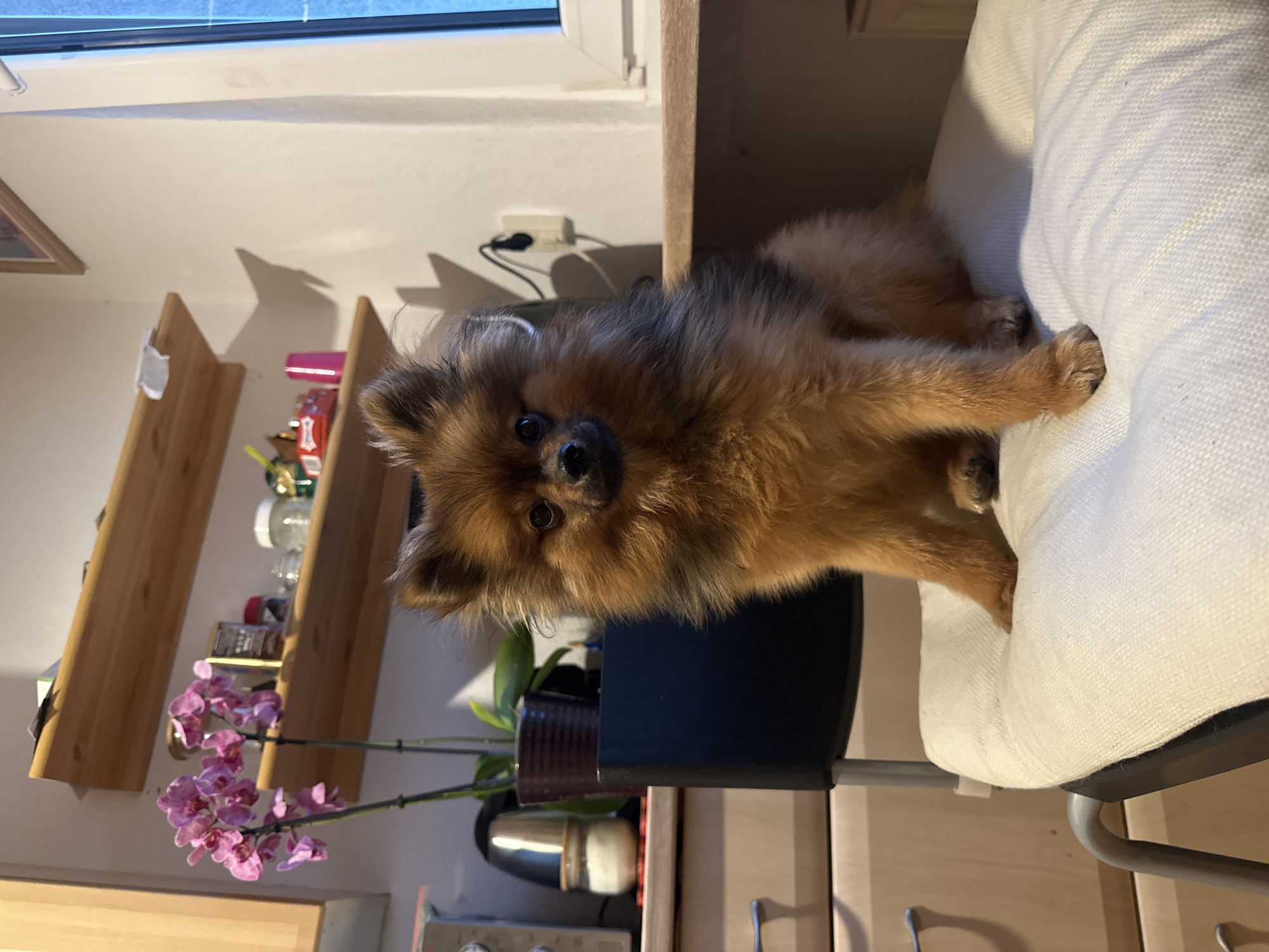 A small, fluffy dog with predominantly brown and black fur is the central subject of this vertical indoor photograph taken in Arzberg, Germany. The dog, possibly a Pomeranian, is perched on a white upholstered chair, which appears to be part of a desk setup, and looks directly at the camera with an alert and curious expression. Its front paws are resting on the arm or back of the chair.
The background reveals a cozy indoor setting. To the left, wooden shelves are mounted on a light-colored wall, holding various household items such as jars, containers, and a framed picture. A white power outlet with black cables is visible on the wall behind the dog's head. Beneath the shelves, a potted orchid with delicate pink flowers adds a touch of color to the scene. Natural light streams in from a window at the top of the frame, casting subtle shadows on the wall from the shelves and the dog, suggesting it is daytime. A dark-colored chair base or back is visible beneath the dog, contrasting with the light upholstery. No discernible text is visible in the image.