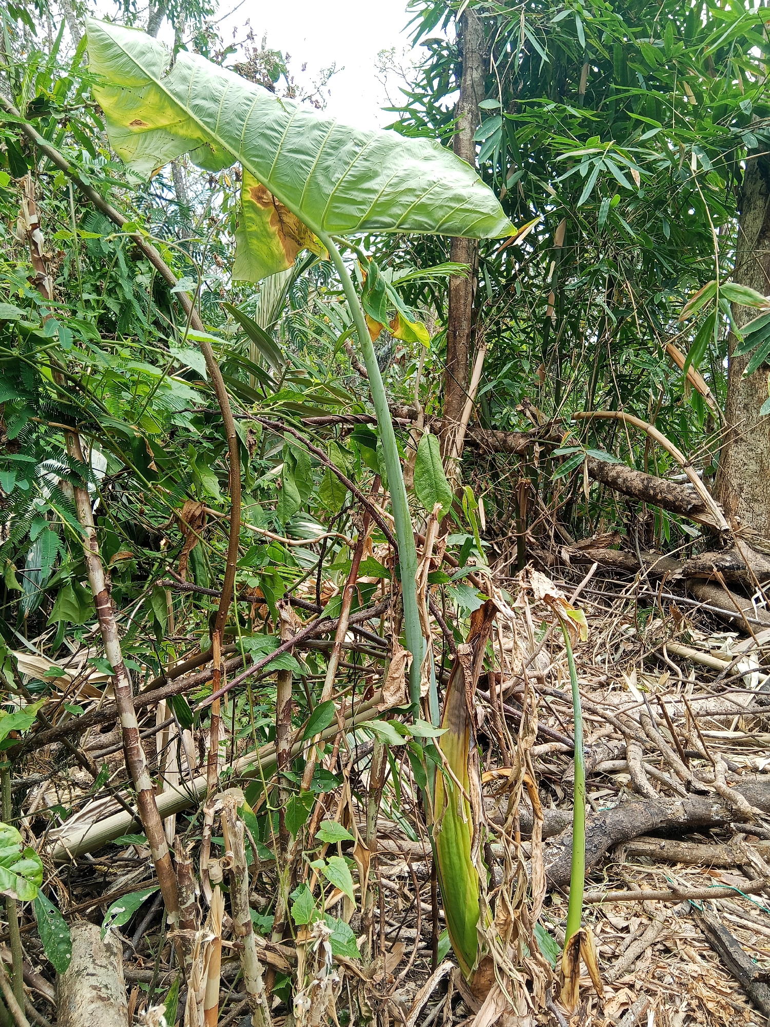A large, vibrant green elephant ear plant with a massive leaf dominates the foreground of this image, set against a backdrop of dense, tropical vegetation. The plant's stalk is thick and robust, emerging from a pile of dried leaves and branches that litter the ground. To the right of the elephant ear, a smaller, similar plant is visible, its stalk elongated and slender. In the background, bamboo stalks and trees create a natural, untamed environment. The scene suggests a wild, perhaps overgrown area, possibly a garden or forest edge in a humid, tropical climate. The lighting indicates it is daytime, with natural light filtering through the canopy. The image appears to be taken at ground level, looking slightly upwards at the elephant ear plant.