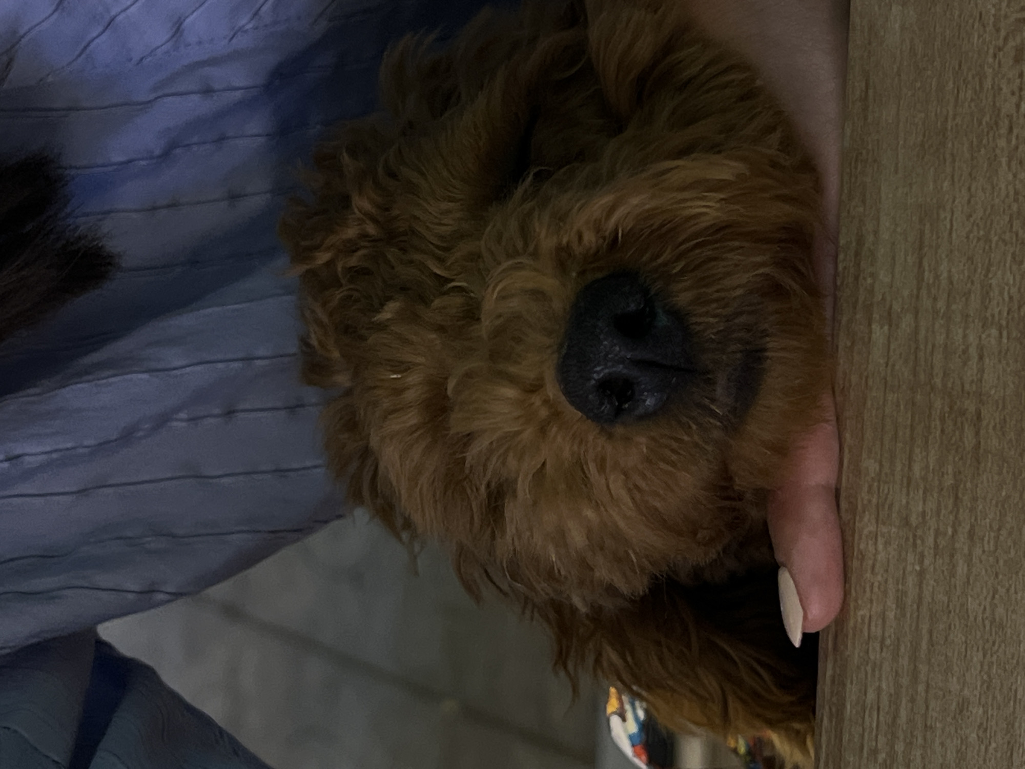 A close-up, indoor shot shows the face of a brown, curly-haired dog with a black nose. The dog is resting its head against a light-skinned hand with a white-polished fingernail, which is positioned next to a wooden surface. A blue, striped fabric is visible in the background. The location is not discernable from the image and there is no way to infer that this is in Bar, Montenegro.