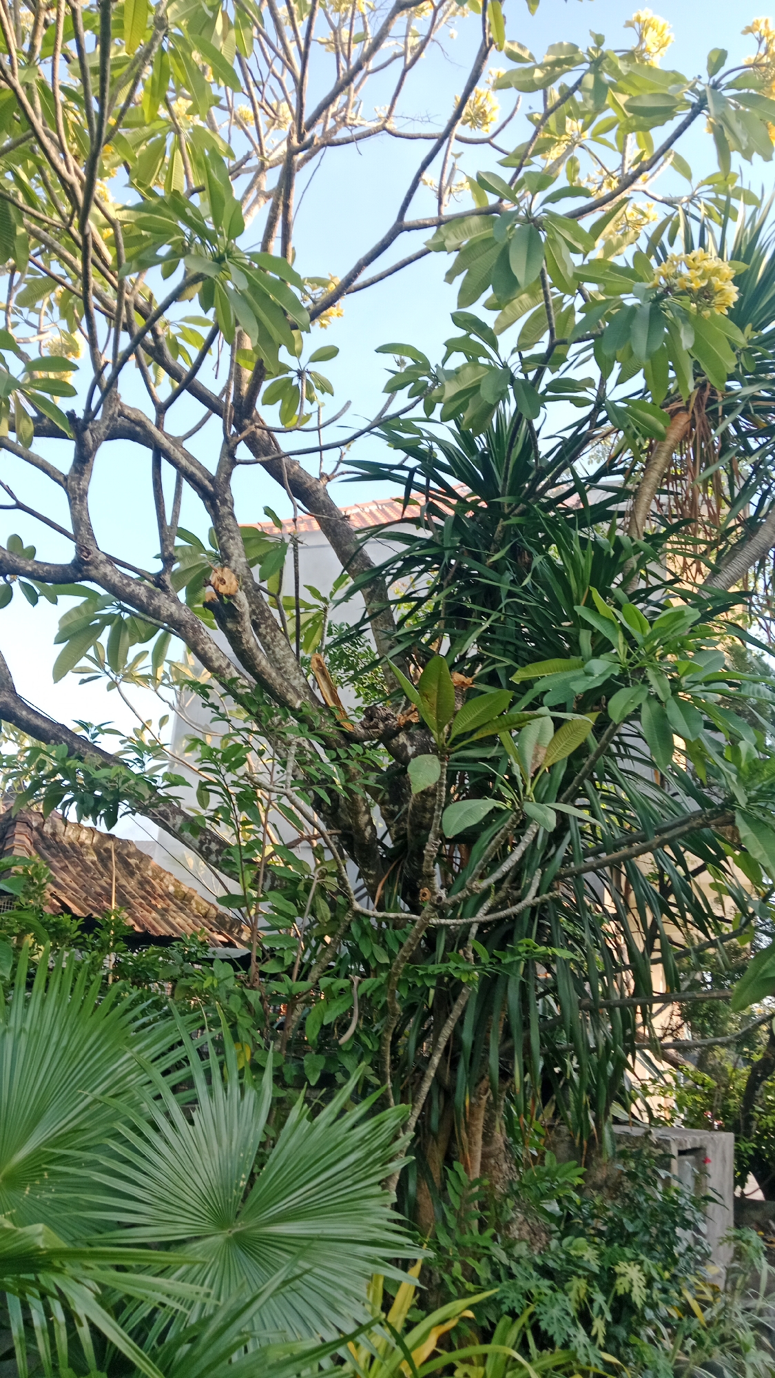The image depicts a dense tropical garden, likely in a residential area of Denpasar, Indonesia, given the presence of a traditional tiled roof visible behind the foliage. The scene is dominated by a large tree with thick, gnarled branches, some bearing clusters of light green leaves and a few scattered yellow flowers, suggestive of a frangipani tree. Intertwined with the main tree are tall, spiky green plants with long, narrow leaves, possibly a type of palm or dracaena. In the foreground, a large fan-shaped palm leaf with distinct pleats is prominently featured, its vibrant green contrasting with the more muted tones of the larger tree. The background reveals a light-colored building and a glimpse of a terracotta-tiled roof, typical of Indonesian architecture. The sky above is a clear, pale blue, indicating a sunny day. No people or animals are visible in the frame. The overall impression is one of lush, untamed growth, characteristic of tropical vegetation.
