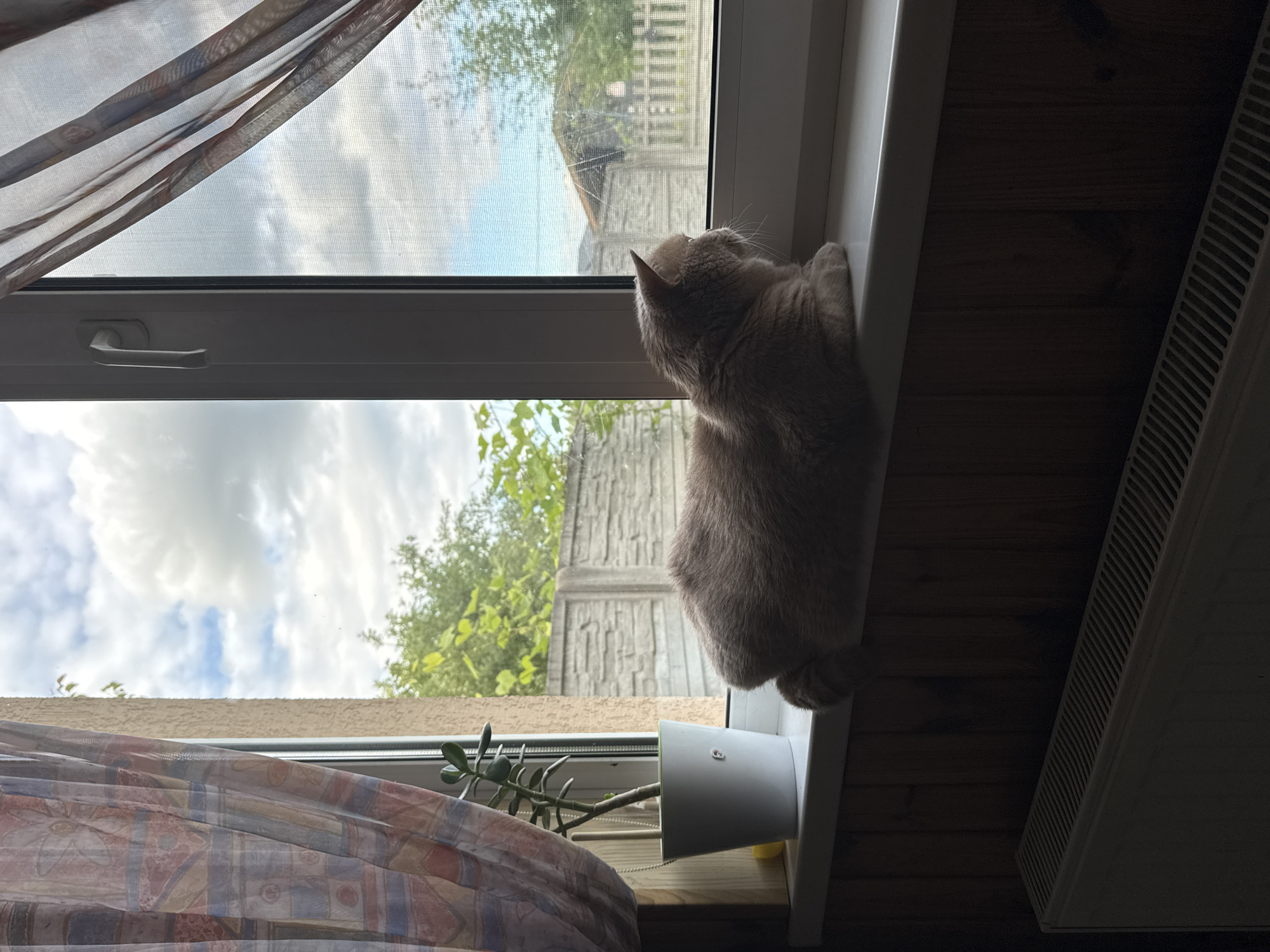 A light brown cat is perched on a windowsill, looking out a window. The cat is facing away from the camera, its head turned to the left, with its paws resting on the windowsill. The window looks out onto an outdoor scene with trees and a fence. The sky is partly cloudy. The windowsill is made of white material and has a small potted plant on it. To the right of the cat, there is a wooden wall and a radiator. The scene appears to be indoors, with the window providing a view to the outside. The lighting suggests it is daytime.