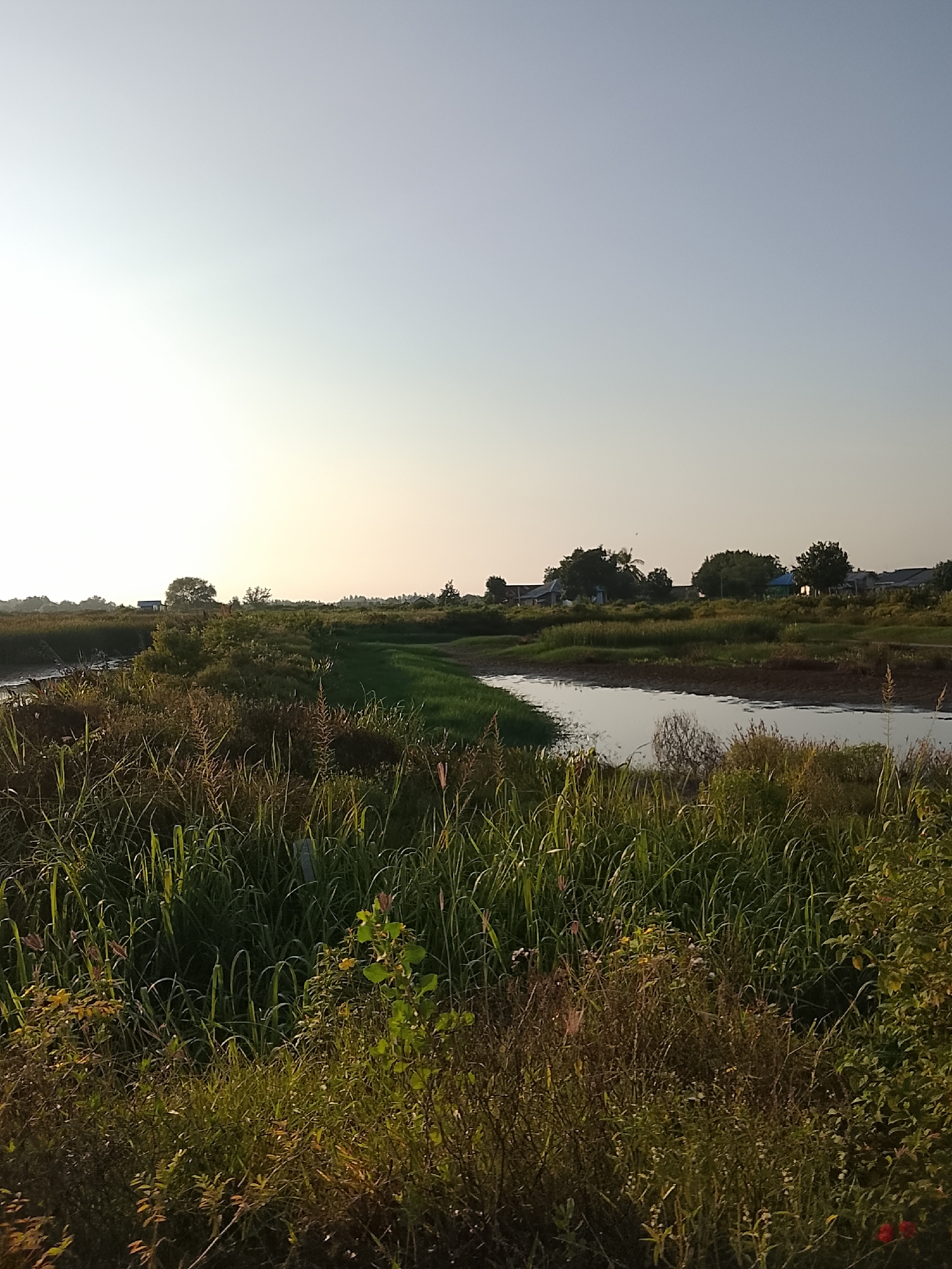 The image shows a tranquil, rural landscape with a body of water in the foreground, likely a river or canal, reflecting the pale sky. Dense vegetation, including tall grasses and shrubs, lines the banks of the watercourse and extends into the middle ground. In the distance, a cluster of houses and trees are visible, suggesting a small settlement. The overall impression is one of natural beauty and a peaceful, possibly undeveloped, area within or near the city of Mesjid Tuha, Indonesia, bathed in the soft light of what appears to be either early morning or late afternoon.