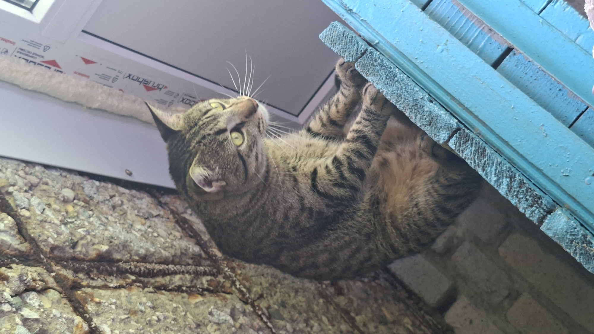 A tabby cat with green eyes sits on a blue wooden surface. The cat is looking to the right of the frame. Behind the cat, there is a rough, textured wall with exposed rebar. To the right of the wall, there is a section of a white window frame with some text and graphics printed on it. The overall environment appears to be outdoors, possibly a construction site or an unfinished building, consistent with an area in Забалоцкі сельскі Савет, Belarus.