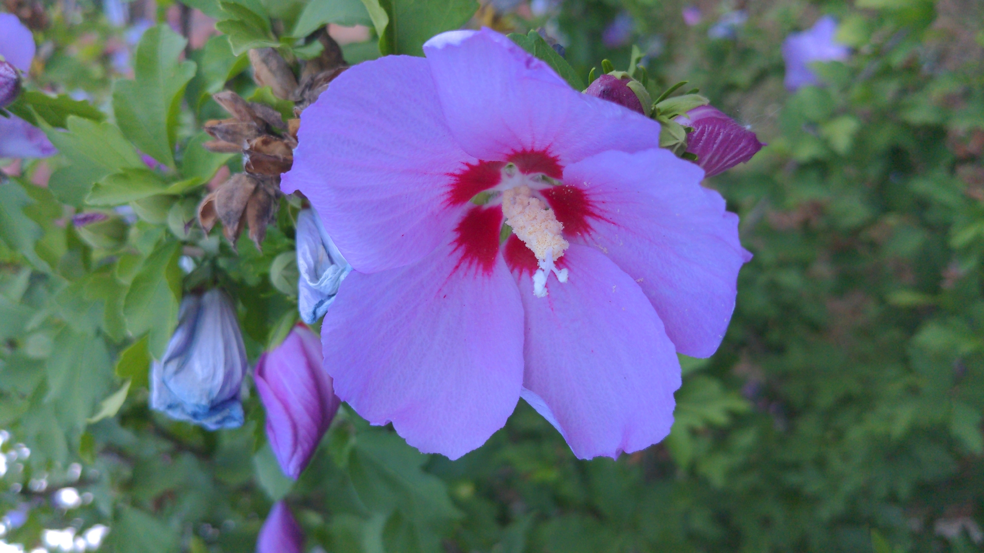 The image shows a close-up of a light purple hibiscus flower in bloom, with a red center and a yellow stamen. Several other hibiscus buds and spent flowers are visible in the background, along with green foliage and dried seed pods. The flower is in focus, while the background is slightly blurred, suggesting a shallow depth of field. The lighting appears to be natural daylight, creating soft shadows. This image does not contain any specific details that would allow for its location to be identified within Zalishchyky, Ukraine, or any other city.
