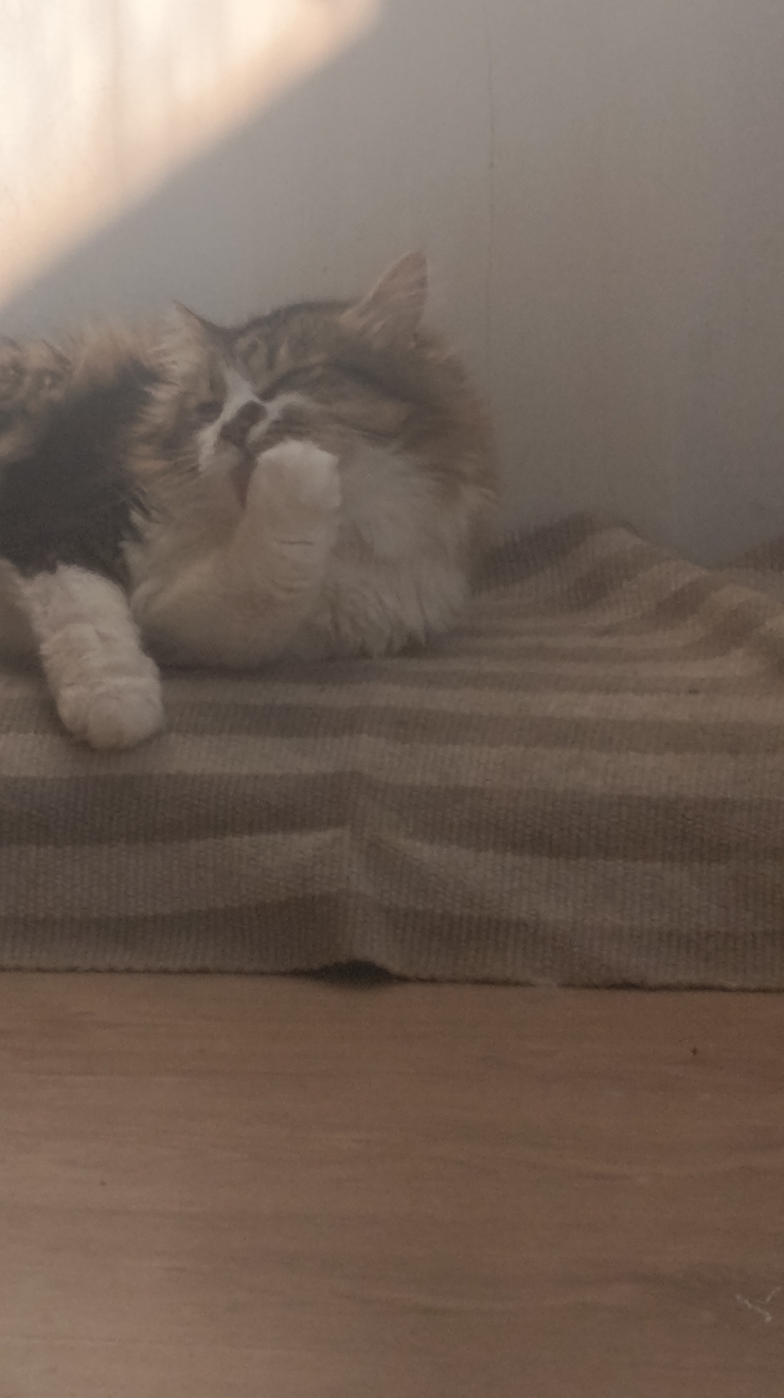 A fluffy cat with white and brown fur is grooming its paw. The cat is lying on a striped blanket, which is placed on a wooden surface. The scene appears to be indoors, with soft lighting suggesting either early morning or late afternoon. The background is a plain, light-colored wall with a diagonal shadow cast across it. The cat's posture is relaxed, with its body curled and its paw raised to its face. The overall impression is one of peaceful domesticity.