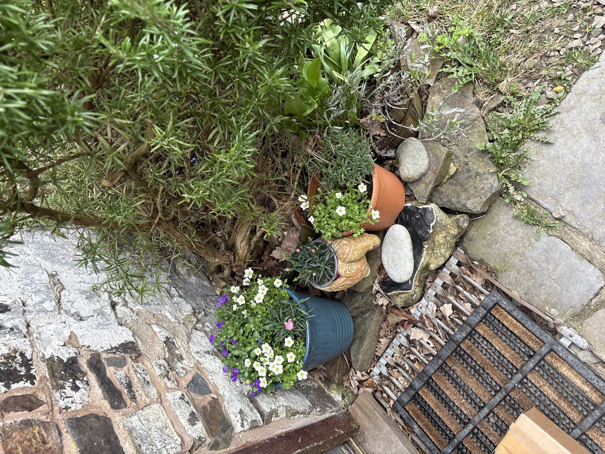 The image captures a garden scene in Stiperstones, United Kingdom. A lush rosemary bush dominates the upper left, adjacent to several potted plants including a blue pot filled with white and purple flowers. An orange terracotta pot has tipped over, its white-flowered contents spilling out. Rocks and stones create a border around the plants, alongside other foliage and some grass. The scene ends on the lower right with a brown and black doormat on a stone surface. The overall impression is of a well-tended, but slightly disheveled garden area.