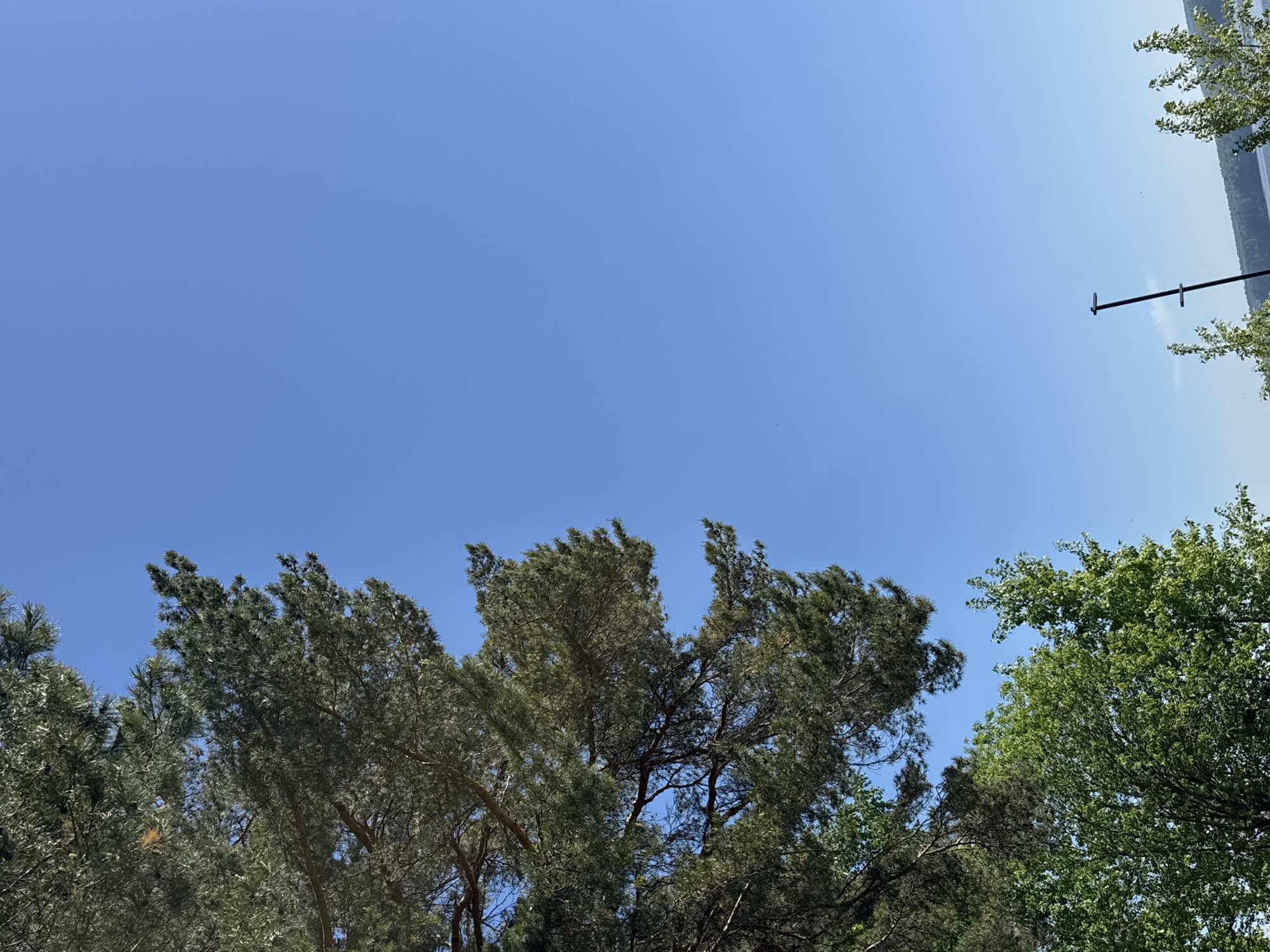 The image depicts a view looking up towards a clear blue sky, partially obscured by the tops of several trees. The trees are a mix of evergreen and deciduous varieties, with varying shades of green foliage. An arm for hanging lighting fixtures is mounted on a building or pole on the right side of the image. The photo appears to have been taken in Chaikovsky, Russia.
