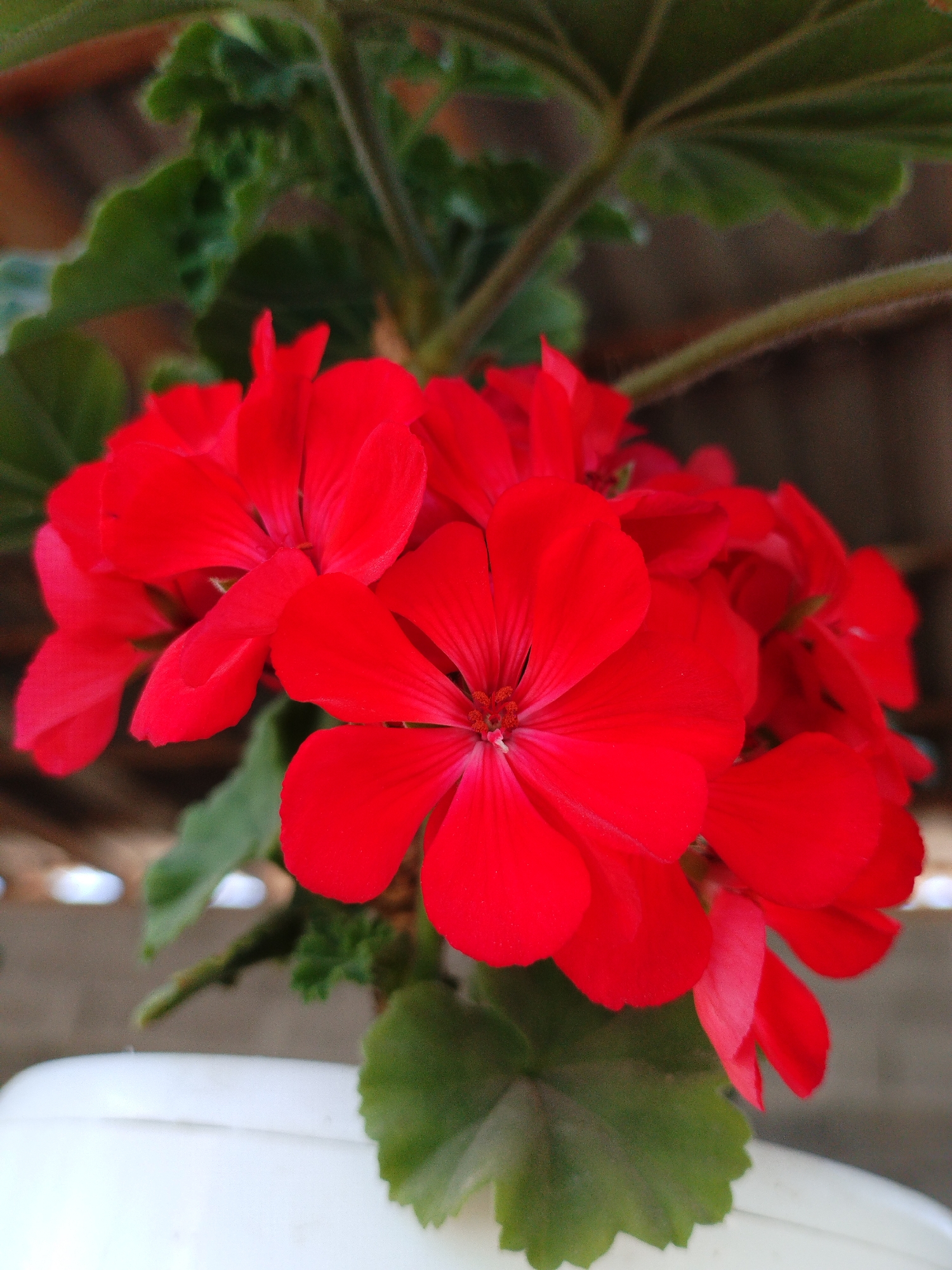 A close-up, eye-level outdoor shot showcases a cluster of vibrant red geranium flowers. The flowers are in full bloom, with several petals visible on each blossom, some showing delicate veining. The central flowers are in sharper focus, while those further back and to the sides are slightly blurred, creating a shallow depth of field. Lush green leaves, some with serrated edges, surround the flowers, providing a contrast to the intense red. The background is softly out of focus, appearing as a mix of earthy brown tones and hints of blurred light, suggesting an outdoor setting perhaps with dappled sunlight. In the lower portion of the frame, the edge of a white pot or planter is visible, further grounding the scene in a domestic or garden environment. The image is devoid of any human presence or specific landmarks that would pinpoint its location within Kyzyl-Kyya, Kyrgyzstan.