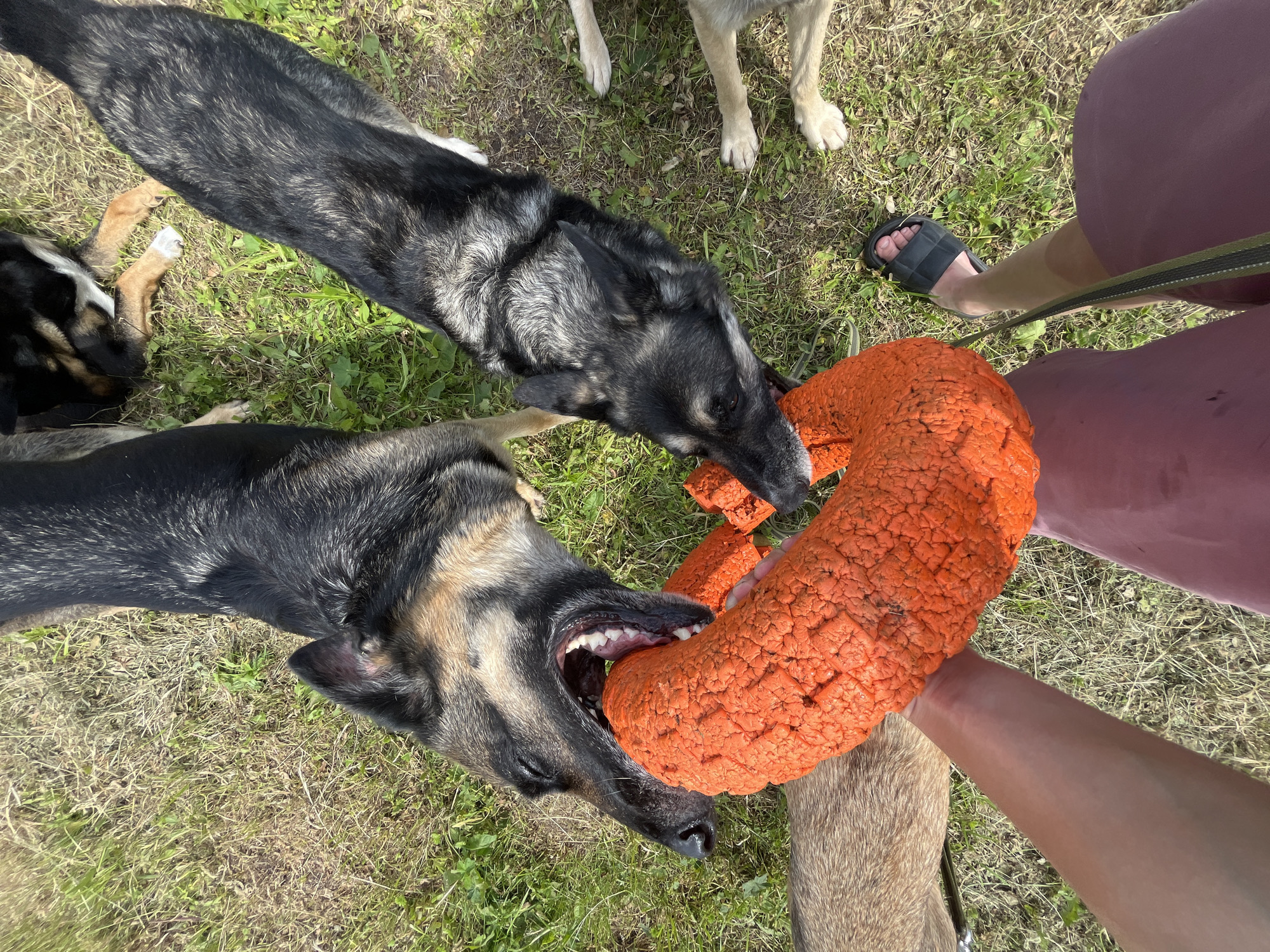 An overhead, close-up shot shows a person's arms and legs wearing pink shorts and a black sandal, holding an orange dog toy. Two German Shepherd dogs are actively tugging on the toy from opposite sides, their mouths clamped firmly around it. Their fur is a mix of black, brown, and tan. The dogs are positioned on a grassy area, which appears to be a park or yard. The background shows more grass and a blurry view of another dog. The lighting suggests it is daytime, with a bright sun. The scene is likely outdoors in Nizhny Tagil, Russia, indicated by the user's prompt, but there are no explicit visual cues within the image to confirm this specific location. The overall impression is one of energetic play between the dogs and their human companion.