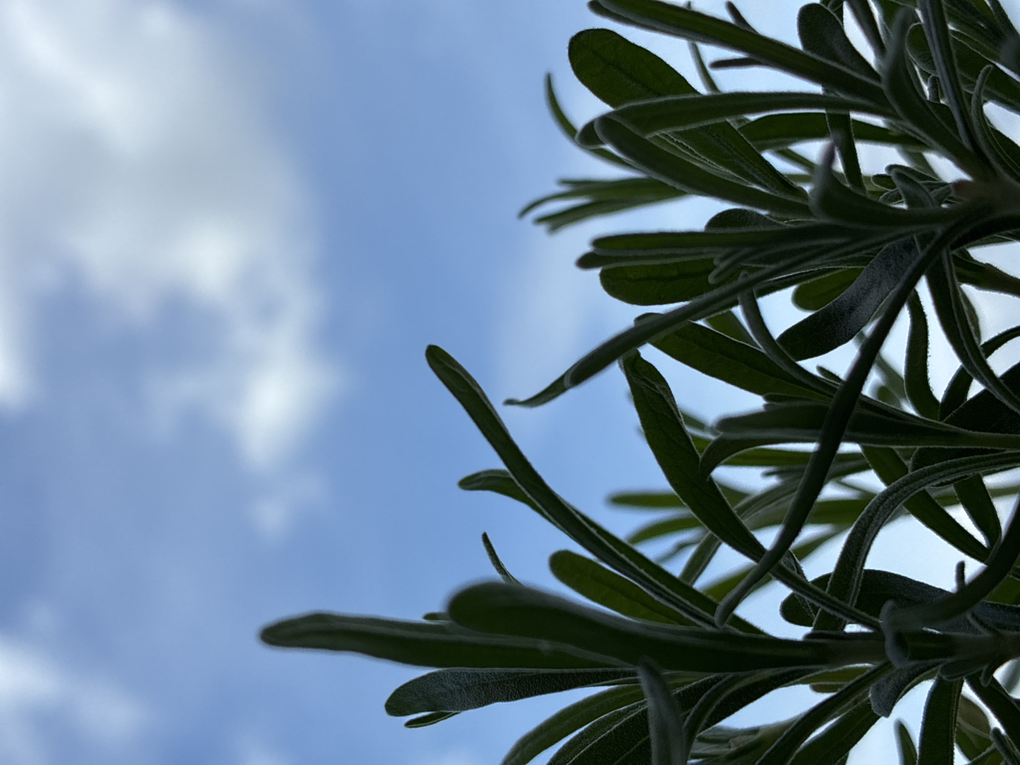 The image shows a close-up, low-angle shot of dark green, needle-like leaves of a plant against a pale blue sky with scattered white clouds. The leaves are fuzzy and appear to be growing upwards. The background sky is slightly blurred, with the focus primarily on the foreground foliage. There are no people, animals, or man-made objects visible in the frame. The scene appears to be outdoors, possibly in a garden or natural setting, with no specific indication of its location within Bryansk, Russia.