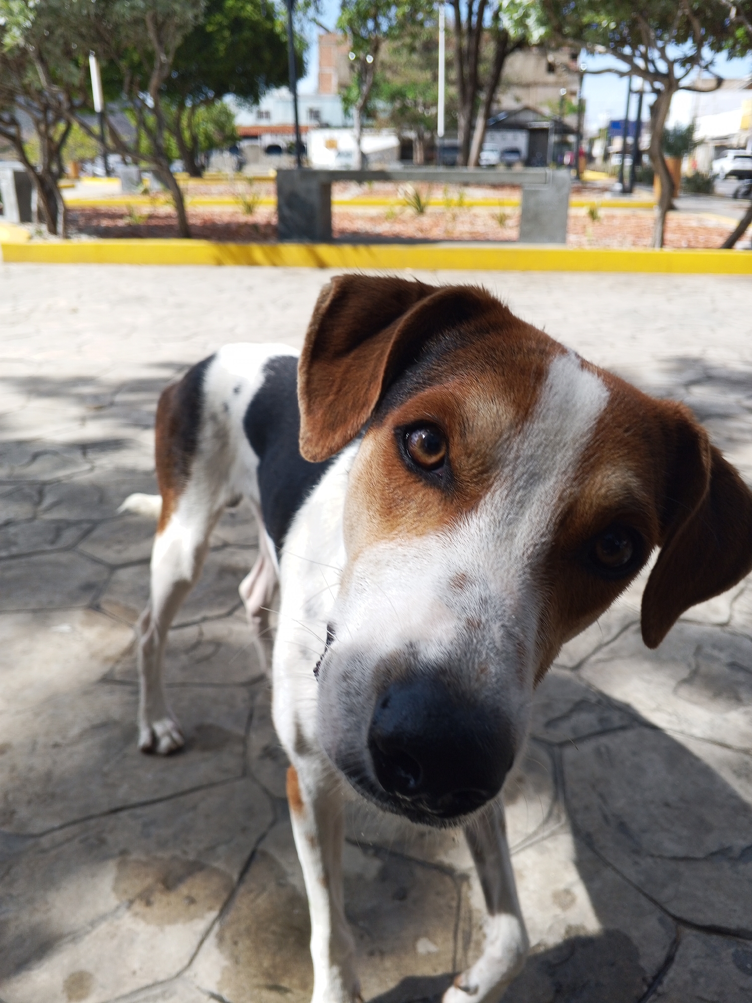 A medium-sized dog with brown, white, and black fur stands on a stone-paved surface. The dog's head is tilted towards the camera. The dog's ears are floppy, and it has a black nose. In the background, there is a park with trees, benches, and buildings. The park has a yellow border.
