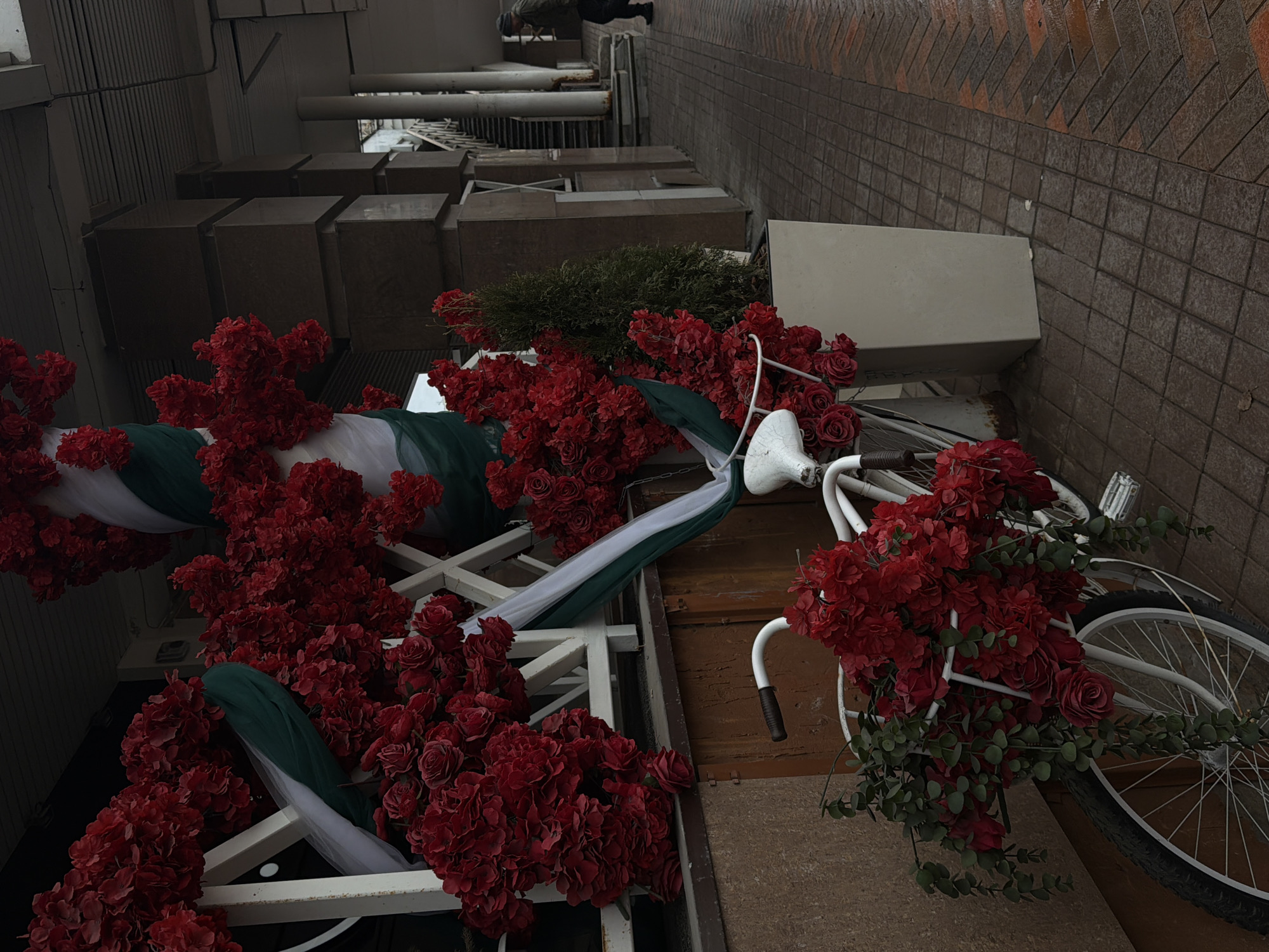 A medium, eye-level, color, outdoor shot shows a sideways view of a bicycle decorated with a floral arrangement, with an adjacent wall, located in Perm, Russia.
The white bicycle is positioned on the right, with its handlebars and part of the front tire visible. A large bouquet of red flowers with some greenery is attached to the front of the bike. Adjacent to the bicycle is a brown wall.
To the left of the bicycle, the floral arrangement continues, draped over a white structure with a crisscross pattern. The flowers are mostly red. Pieces of white and green fabric are woven around the structure. In the background, a building exterior is visible. The photo is taken from a street or walkway. A person can be seen walking away in the distance.