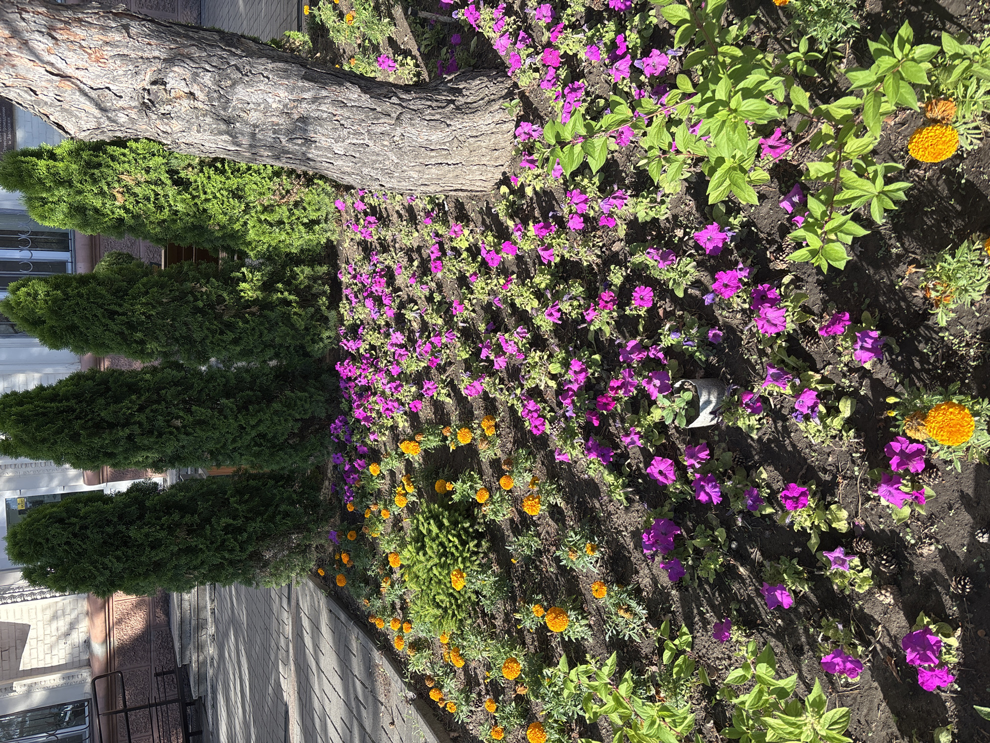 A cluster of tall, dark green evergreen trees stands in the background of a city flower bed. The flower bed is filled with bright purple petunias and vibrant orange marigolds. A large tree trunk with rough bark is situated in the foreground, its shadow casting across the flowers. The ground is covered in dark soil with scattered pinecones. In the distance, a paved walkway leads to a building with light-colored brickwork.
