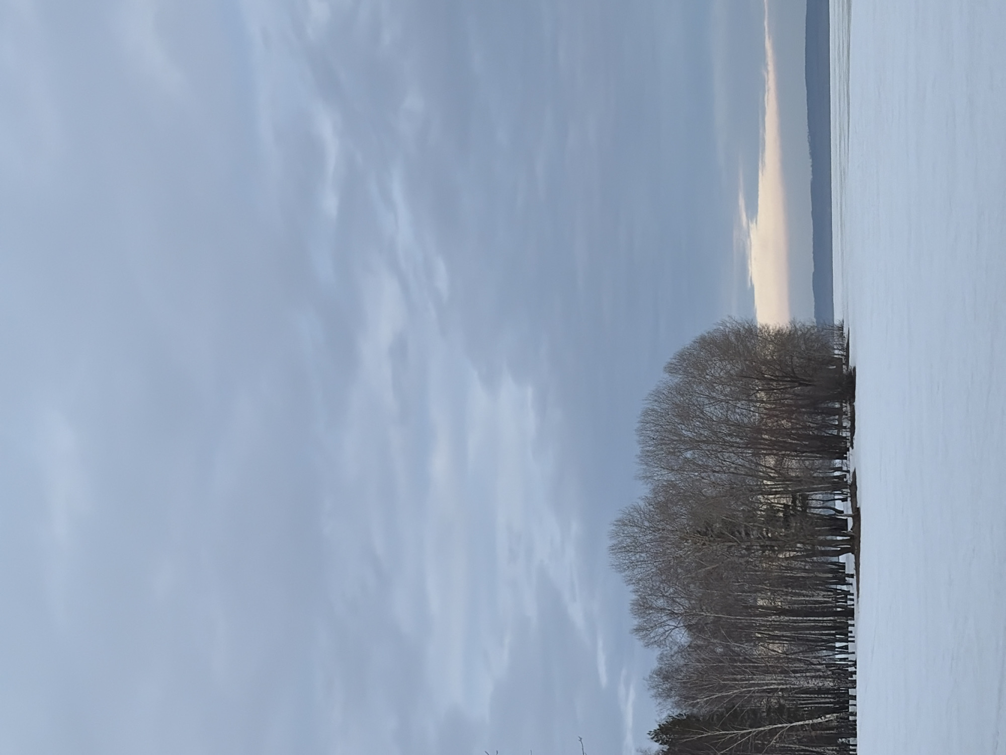 The scene depicts a frozen landscape in Noviy, Russia. The sky, occupying the upper two-thirds of the image, is uniformly overcast with light grey clouds. A narrow horizontal band of faint, pinkish-orange light is visible on the distant horizon, situated below a darker grey cloud layer. The middle ground features a dense, linear arrangement of deciduous trees, predominantly bare of leaves, suggesting a winter or early spring setting. A few darker evergreen trees are present on the far left edge of this tree line. The foreground consists of a flat, expansive area of undisturbed snow, which extends to and covers a large body of frozen water. This frozen water body continues into the distance, meeting a low, indistinct landmass or hills on the far horizon. No individuals, animals, or man-made structures are visible within the frame.
