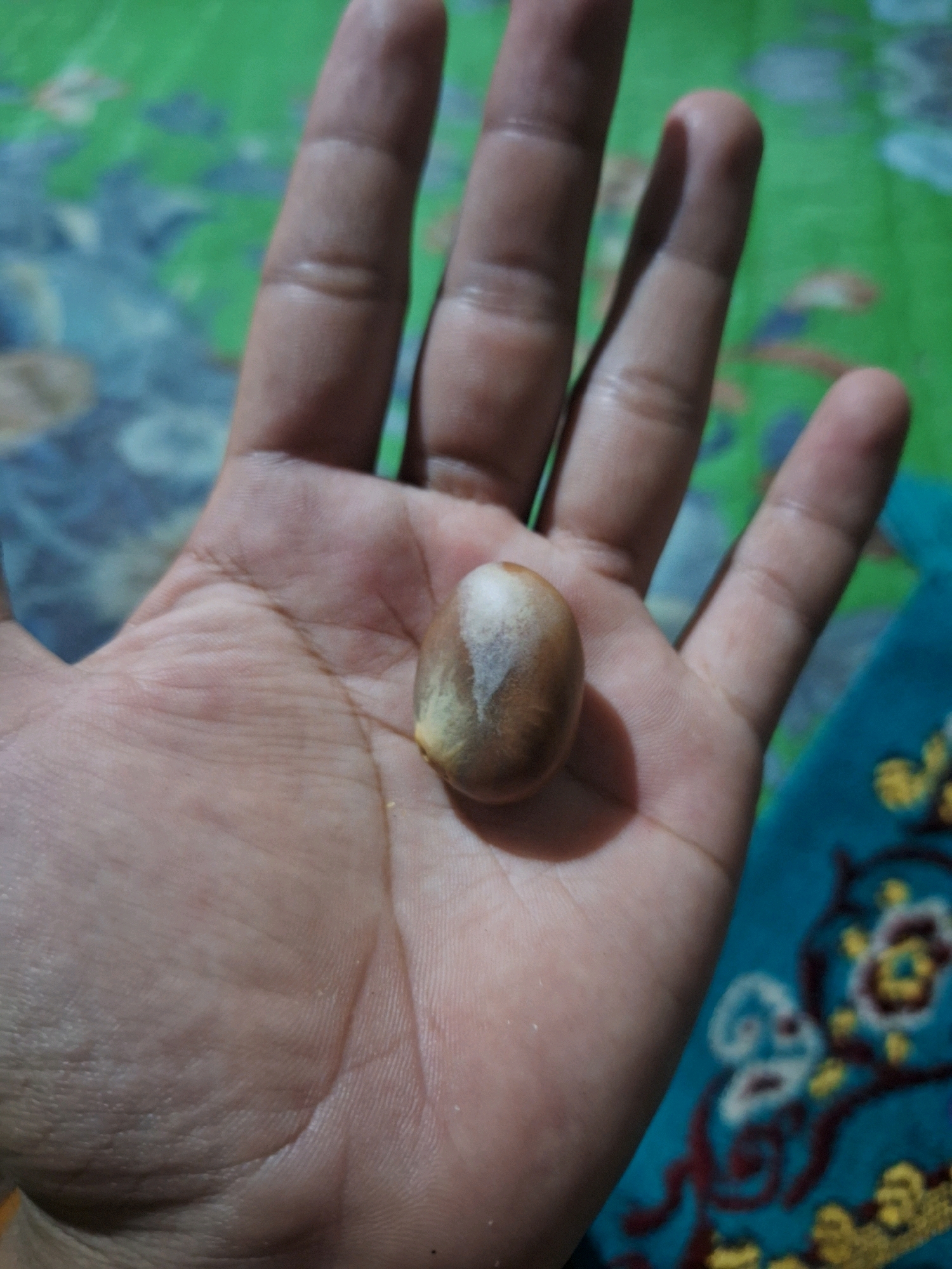 A single jackfruit seed is held in the palm of a hand. The seed is oval-shaped with a smooth, slightly glossy surface. It is predominantly light brown in color with a lighter, cream-colored stripe running diagonally across its widest point. The hand is open, with the fingers slightly curled. The skin texture of the palm is visible, showing fine lines and creases. In the background, a green and blue patterned fabric can be seen. This image was captured in Air Tawar, Indonesia.