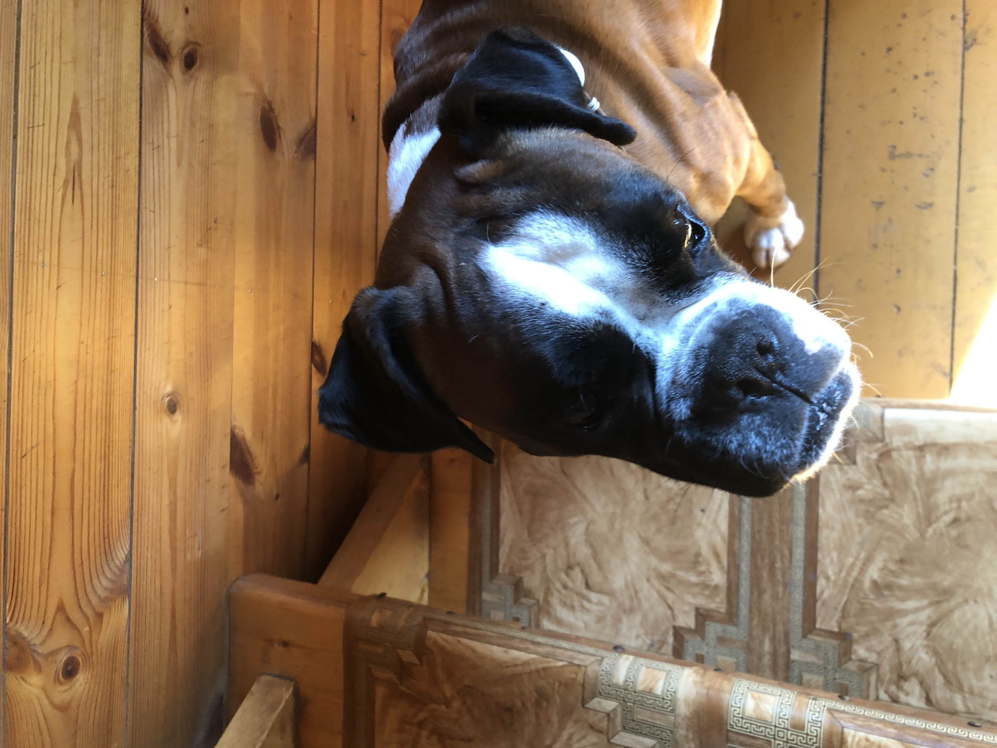 A boxer dog with a white blaze on its face is looking down from an elevated wooden platform. The dog is brown and black. The platform appears to be part of a wooden structure, possibly a porch or an attic space, with exposed wooden beams and planks overhead. The background features patterned wallpaper and more wooden surfaces. The image is taken from a low angle, looking up at the dog. The location is not discernible from the image.