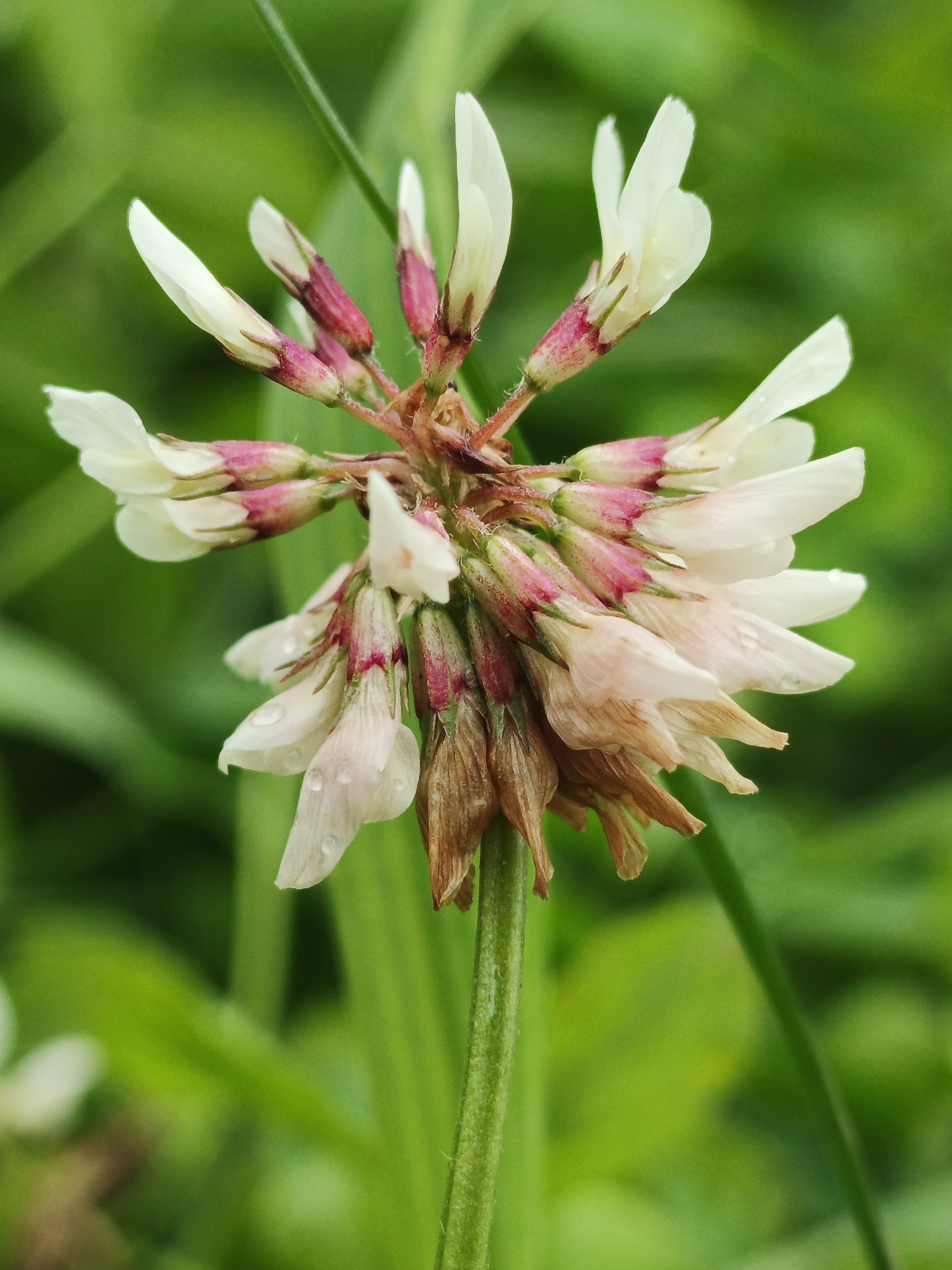 A cluster of small, white and pinkish flowers with a few brown, dried petals are in focus in the foreground, with a blurred green background of grass. The flowers are arranged in a spherical shape on a green stem. There are water droplets visible on some of the petals. The location is Medvedyovka, Russia.