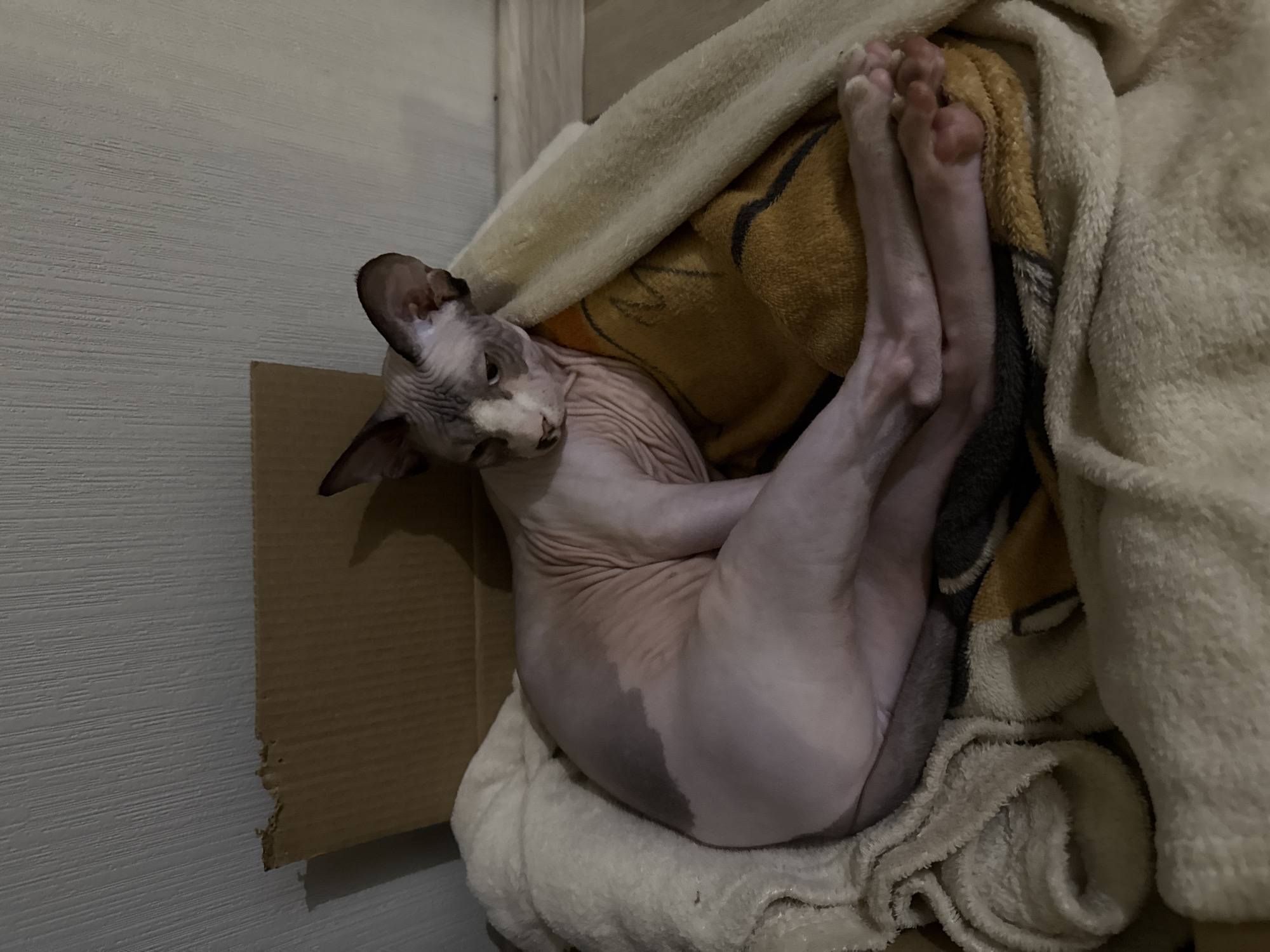A pale, hairless cat, possibly a Sphynx breed, is situated in an indoor environment of Unknown, Unknown. The cat is positioned in a curled or contorted posture on top of a soft, white fabric or blanket. The cat is angled towards the left, near what appears to be a cardboard box. The cat's hind legs are stretched upward, with its feet being prominent near the top of the frame. A patterned blanket is draped over the cat and the white fabric. The backdrop includes a wall, with a section of it being wood.