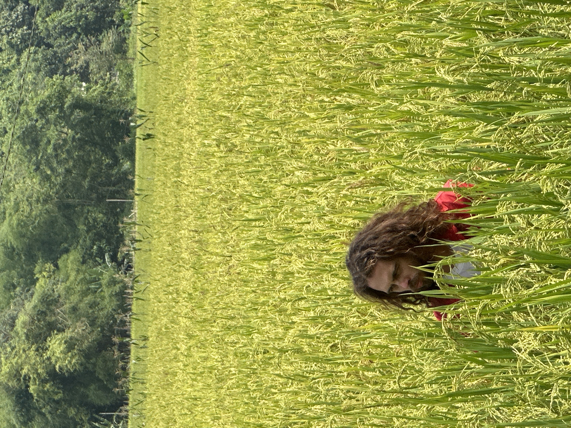 A close-up, brightly lit outdoor image captures a person partially submerged in a dense, lush field of green and yellowish-green rice plants. The subject, a person with long, dark, curly hair and a beard or stubble, wears a red outer garment over a white one. Their face is visible, with eyes cast downwards or slightly closed, conveying a sense of peace or contemplation amidst the tall foliage. The individual is positioned within the field, with the rice stalks reaching above their shoulders and head, creating a verdant canopy around them.
The rice field itself appears to be mature, with many stalks bearing individual grains, some still green and others showing hints of yellow. Beyond the extensive field, a dark green, densely forested area or hillside rises in the background, suggesting a natural or mountainous landscape. Faint lines, possibly utility poles and wires, are discernible between the field and the distant trees.
The scene is illuminated by clear daylight, indicating a sunny day. The overall impression is one of tranquility and natural beauty, characteristic of a rural agricultural setting in Ngọc Đường Commune, Vietnam. There is no visible text in the image.