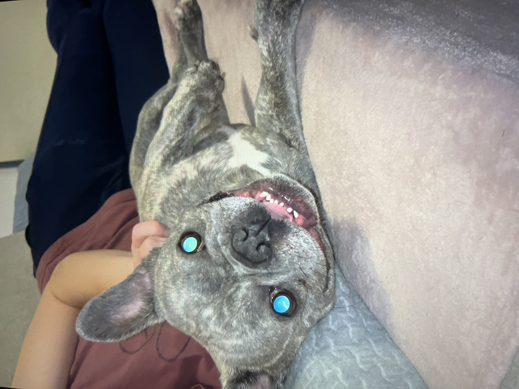 A brindle French Bulldog lies on its back, appearing to be on a soft surface, possibly a bed or couch. The dog is positioned upside down from the viewer's perspective and is looking directly at the camera. Its mouth is open in a smile-like expression. The eyes are bright blue. The dog is being held by a person. The person is wearing a red shirt and dark pants. The location is indoors. The city and state are Unknown, Unknown.