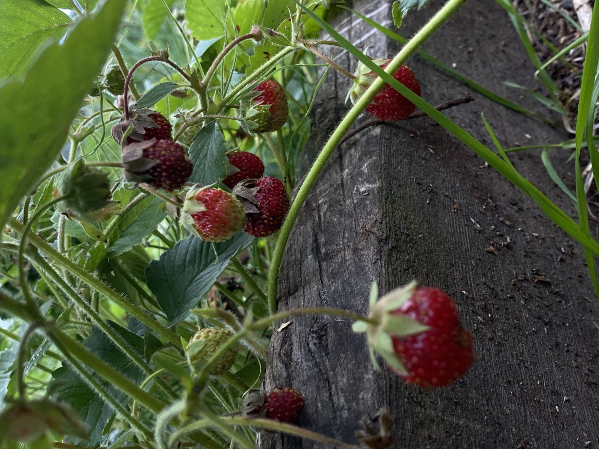 This is a close-up, low-angle shot of wild strawberries growing on a plant. The strawberries are red and some are still green. They are hanging from thin stems, surrounded by green leaves and foliage. A weathered, dark grey wooden surface is visible in the background, likely a log or a fence. Blades of green grass are also present in the foreground and at the bottom right of the image. The scene suggests a natural setting, possibly a garden or woodland area. There are no people or animals in the image. The image was taken in Nyagan, Russia, during the daytime.