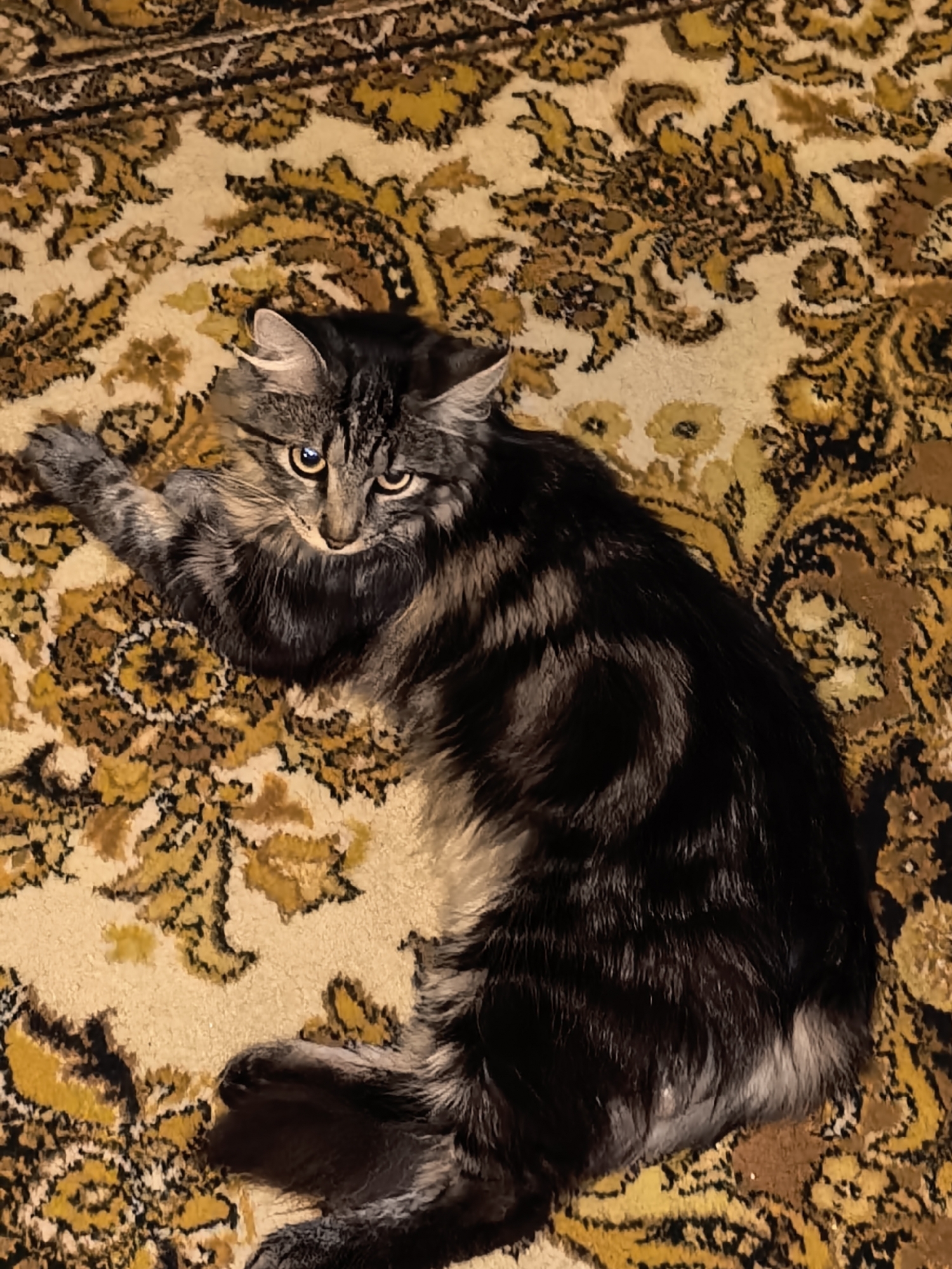 A fluffy, grey and black tabby cat is lying on a patterned rug. The rug is predominantly beige with a large, ornate floral pattern in shades of yellow, brown, and black. The cat is curled up on its side, facing the camera with its head tilted slightly to the left. Its eyes are open and appear to be yellow, with a curious and slightly wary expression. The cat's fur is long and appears soft, with distinct tabby markings in darker grey and black. Its front paws are visible, with one paw extended slightly forward. The lighting in the image is somewhat dim, suggesting it might be indoors at dusk or in a dimly lit room. The overall impression is one of a comfortable domestic scene, with the cat relaxing on a soft surface. There is no visible text in the image.
