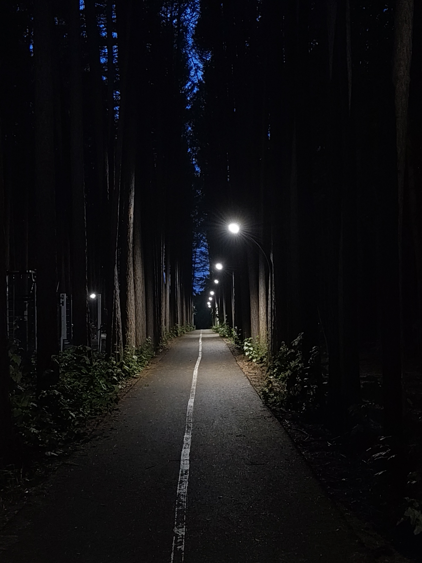 A paved walkway with a white line down the center is illuminated by streetlights at night. The walkway is lined on both sides by tall, dark trees. The sky above is visible as a deep blue, indicating it is either dusk or dawn. The overall scene is dark and somewhat ominous, with the streetlights casting long shadows. There are no people or animals visible in the image. The location is not specified as Ufa, Russia, or any other city.