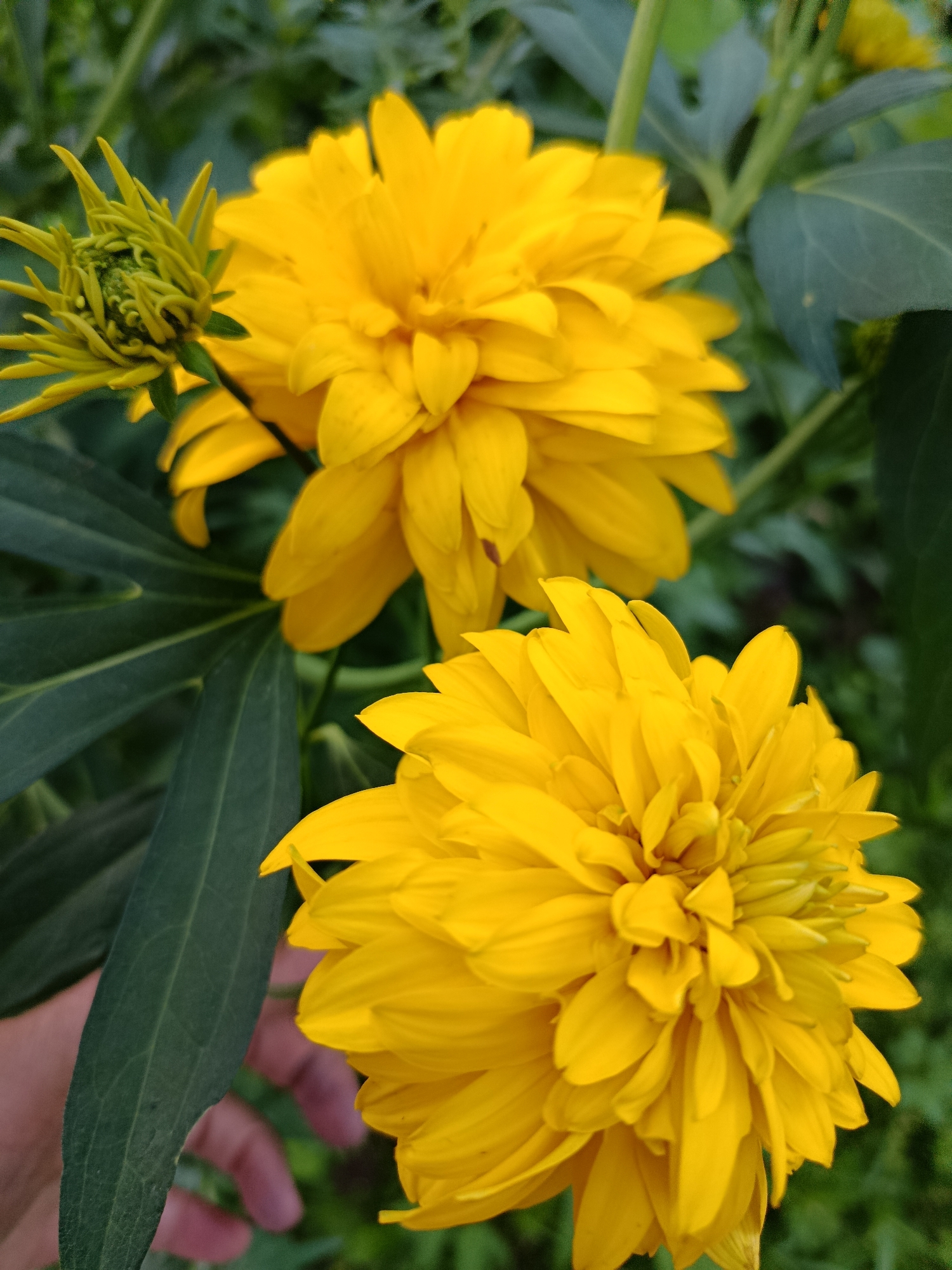 The image shows two fully bloomed yellow flowers and a green bud against a backdrop of green foliage. The flowers are large and have many layered petals. A portion of a human hand, with light skin tone and visible fingers, is visible on the left side of the frame, gently touching a large green leaf. The setting appears to be an outdoor environment, likely a garden or park, given the presence of plants and flowers. The specific location in the city of Верея, Russia cannot be determined from the image alone.