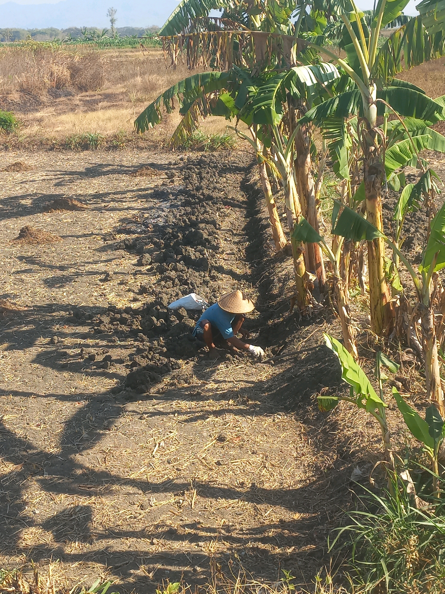 The image depicts a person wearing a conical hat and a blue shirt, working in a field in Baturetno, Indonesia. The person is kneeling and appears to be tending to the soil, with hands near a pile of dark, loamy earth. A white cloth or bag is visible next to the person. The ground is a mixture of dry straw and exposed soil, with shadows cast by nearby banana trees. In the background, there are more banana trees and dry, scrubby vegetation, suggesting a rural or agricultural setting. The sky is clear and blue, indicating a sunny day.