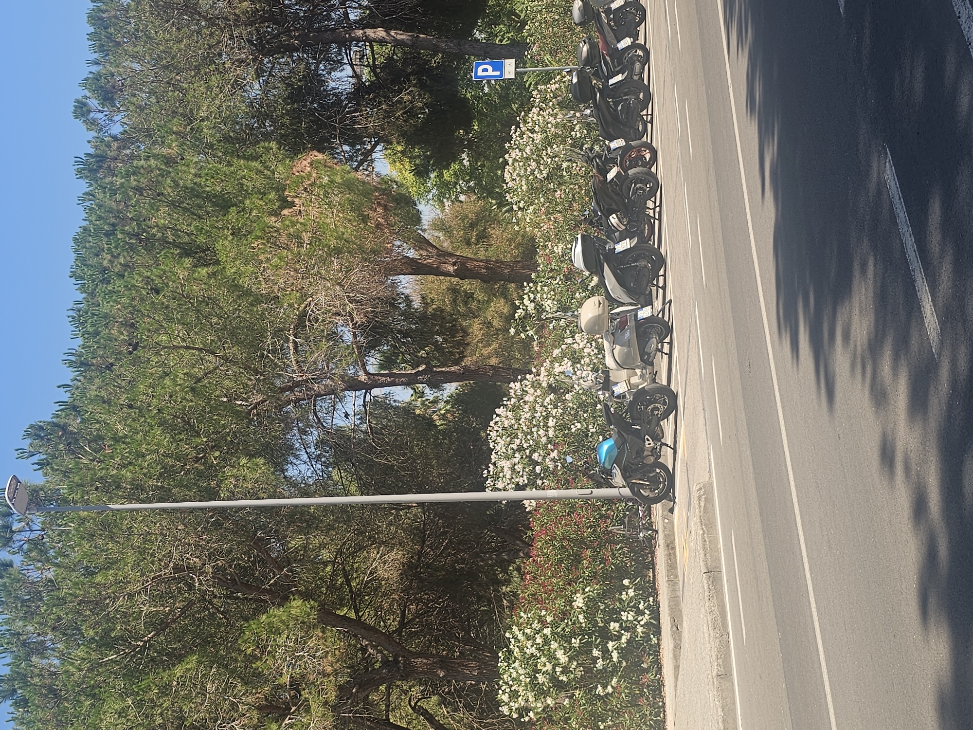 The image captures a sunny day scene featuring a row of parked motorcycles and scooters on a sidewalk next to a road. Tall pine trees with dense green foliage form a backdrop, interspersed with flowering bushes displaying white and red blossoms. A street light stands tall on the left side of the image, near the parked vehicles. A blue parking sign with a white "P" is visible behind the row of motorcycles on the right. The road in the foreground has white lane markings and is partially shaded by the foliage. The overall environment suggests a Mediterranean setting, possibly a coastal town or city.