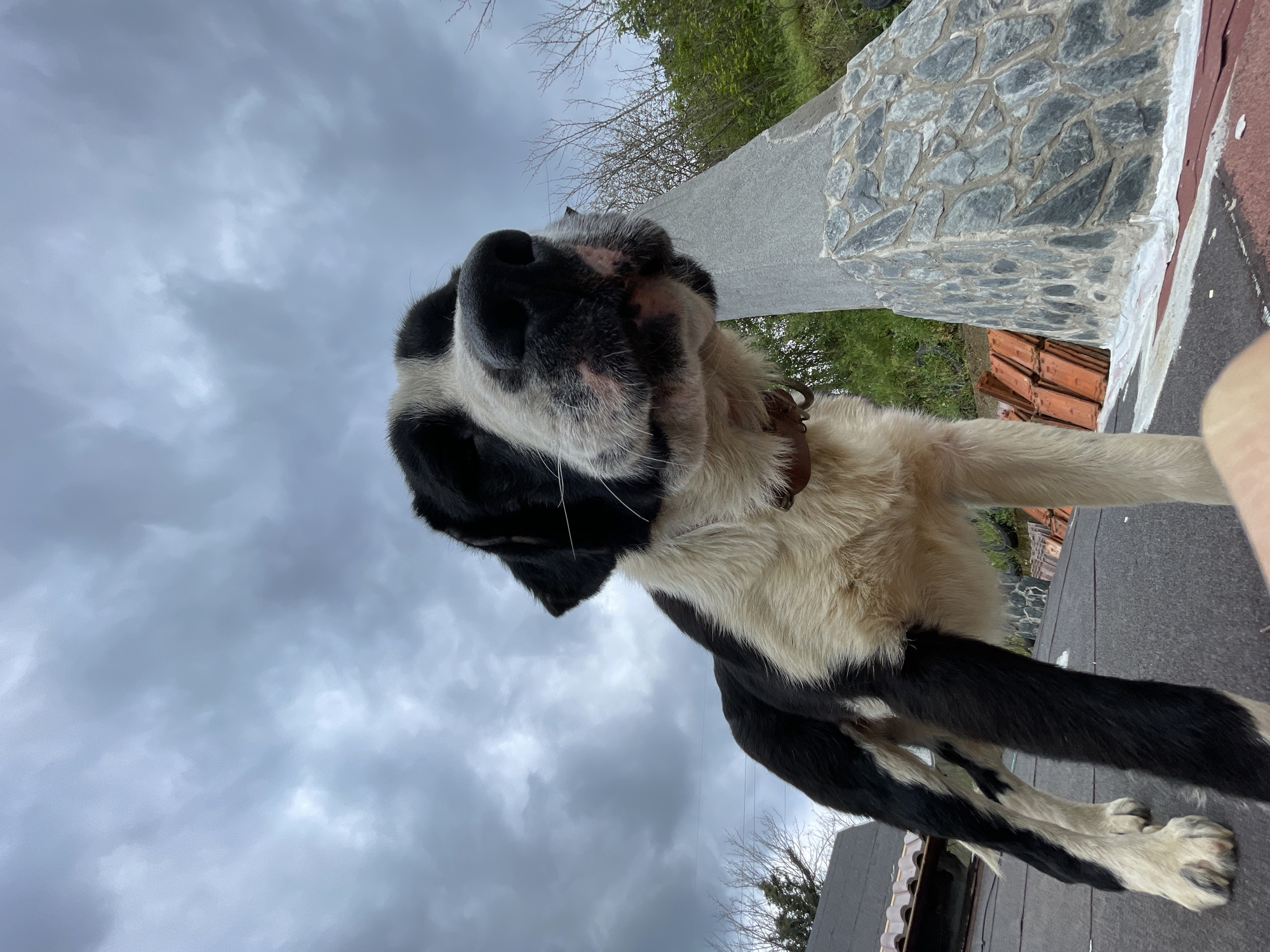 A low-angle shot features a black and white dog standing on a roof. The dog is in the foreground, with a cloudy sky visible in the upper portion of the frame. Behind the dog, there is a concrete structure and some greenery, suggesting the roof might be adjacent to a garden or vegetation. The roof appears to be on a building in Zlatograd, Bulgaria, as indicated by the presence of the typical rooftops in the background.