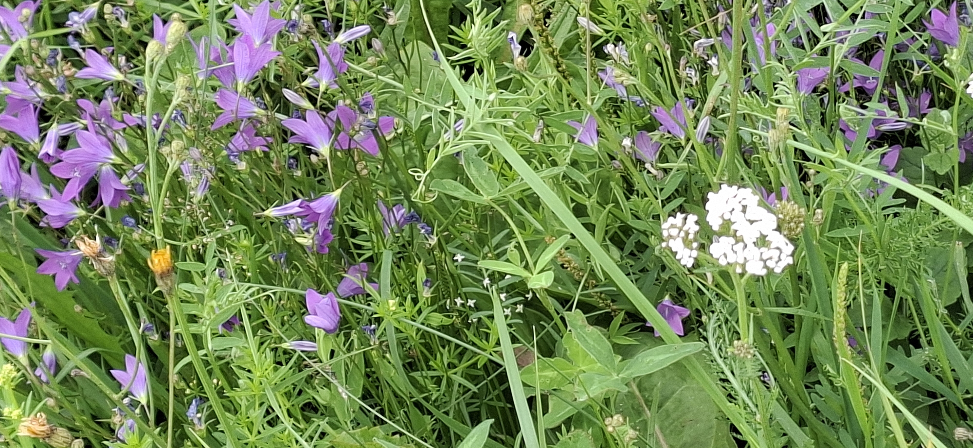 The image depicts a close-up, overhead view of a dense patch of wildflowers and green foliage. Predominant are numerous purple, bell-shaped flowers, likely Campanula rotundifolia (Harebell), scattered throughout the scene. Several clusters of small, white flowers, possibly of the Alyssum variety, are visible in the lower portion of the image. The ground is covered in a variety of green grasses and leafy plants, with some dried seed heads and stems interspersed. The overall impression is a natural, untamed setting, suggesting a meadow or the edge of a woodland area. The image has no identifiable human presence or man-made objects, and no specific location within Orimattila, Finland, can be determined from the visual information provided.