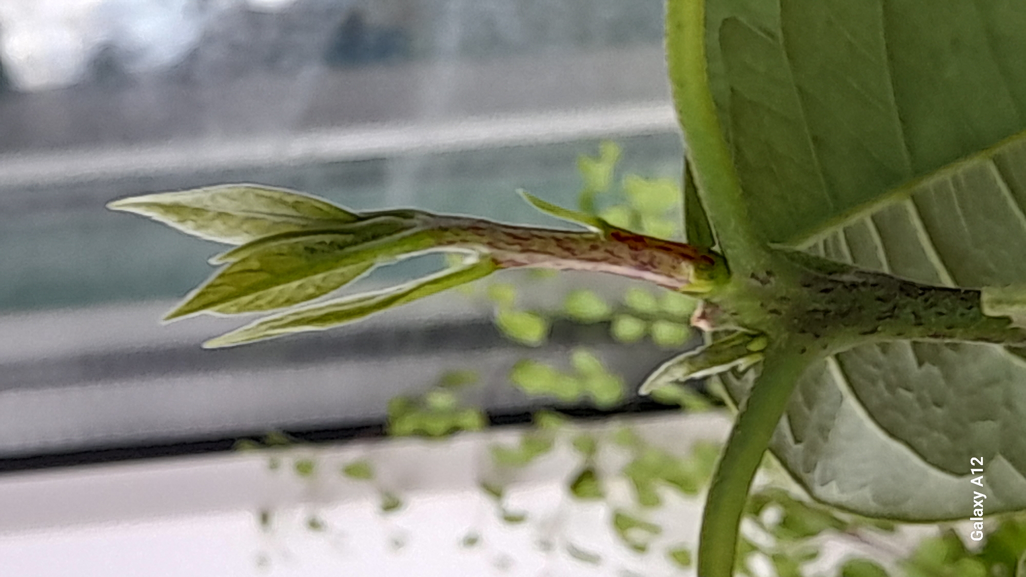 This is a close-up, vertical, eye-level photograph of a plant with new growth. The main subject is a slender, reddish-brown stem with several vibrant green leaves emerging from its tip. The leaves are elongated and pointed, with some appearing slightly lighter green or variegated. The stem has visible texture and some darker markings. In the background, out of focus, are vertical grey and white striped elements, possibly curtains or blinds, and the blurred shapes of other green foliage. The lower portion of the image shows a larger, broader green leaf extending from a thicker stem. The bottom left corner of the image contains the text "Galaxy A12". The scene is indoors, near a window, and the overall impression is one of fresh plant growth. The location is identified as Марковский, Russia.