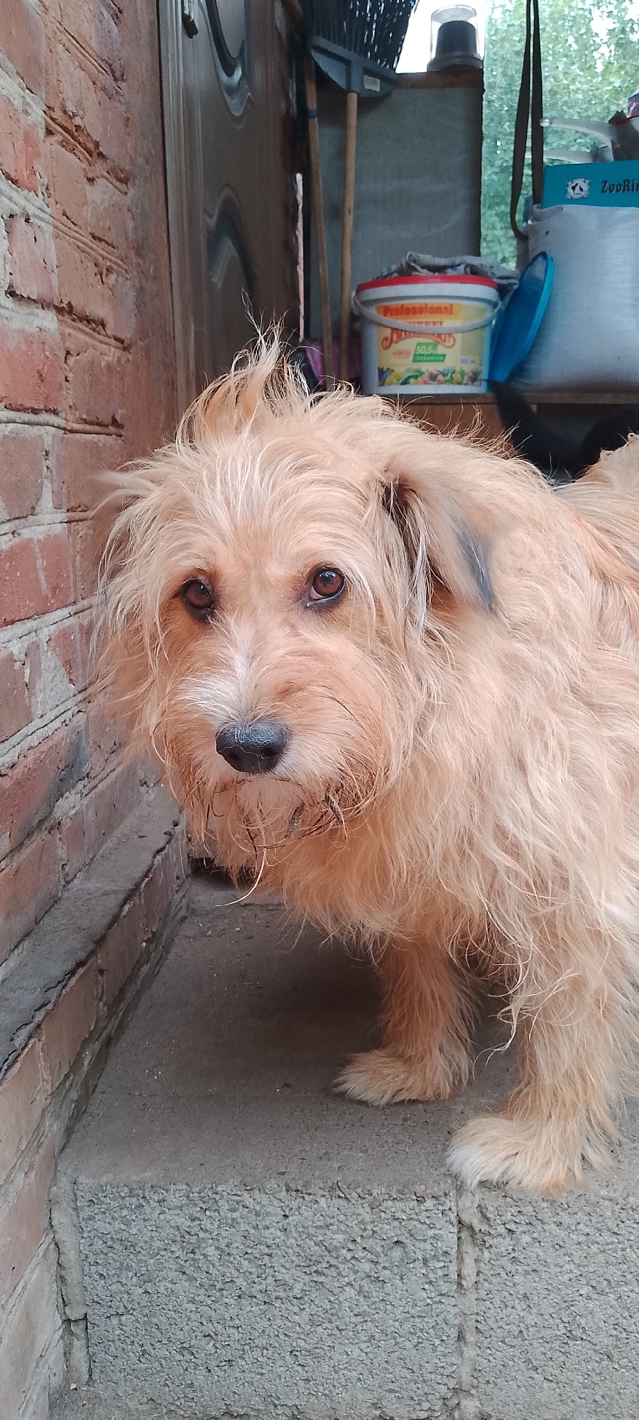 A medium shot captures a shaggy, light-brown dog with its head tilted slightly to the left, looking directly at the camera. The dog's fur appears somewhat disheveled, with some strands sticking up on its head. Its eyes are dark brown, and its nose is black and wet. The dog is standing on a rough, gray concrete surface, which appears to be a step or ledge. To the left of the dog is a wall constructed of reddish-brown bricks with visible mortar lines. In the background, a variety of objects are visible, including a broom with a dark head and wooden handle leaning against a wall, a red and yellow bucket with the word "Professional" printed on it, a white bag with blue lettering that reads "ZooRing", and a blue plastic object. Green foliage is visible through an opening in the background, suggesting an outdoor setting. The overall impression is one of a domestic animal in a utilitarian outdoor space. The presence of the "ZooRing" bag may suggest the location is a pet store or a pet-related area. Without further context, pinpointing the exact location in Belgorod, Russia is not possible based solely on the visual information.