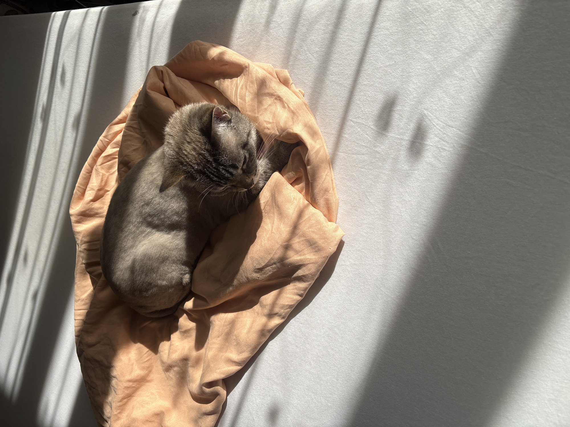 A gray cat is curled up asleep on a rumpled, peach-colored cloth. The cloth rests on a white surface, possibly a bed or table. Sunlight streams across the scene, casting strong shadows on the white surface. The location, Tri Protoka, Russia, is not evident from the image.