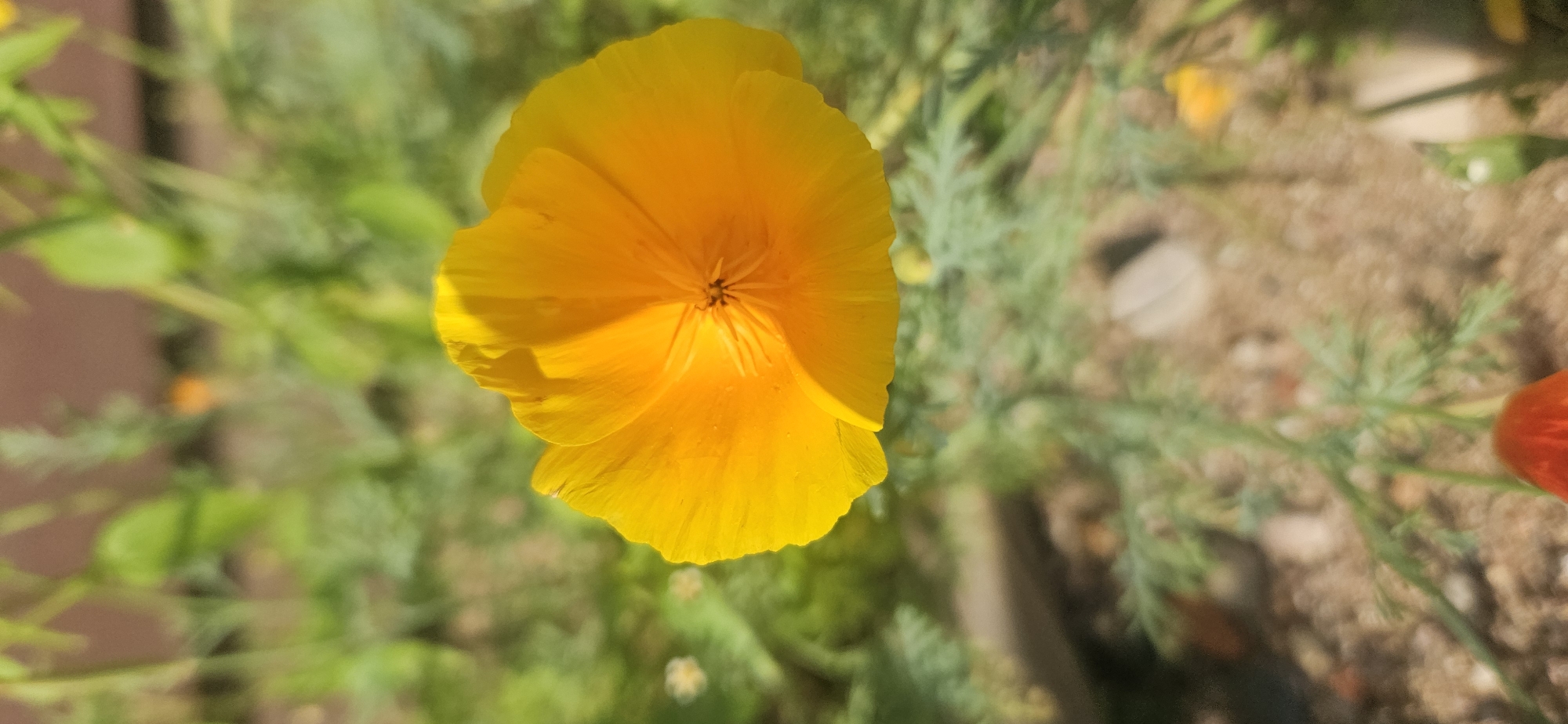 A close-up, vertical shot shows a bright orange California poppy in bloom, its petals unfurled and catching the sunlight. The flower is centrally positioned in the frame, with its delicate, crinkled petals forming a bowl-like shape. The center of the flower reveals darker stamen. The background is a blur of soft green foliage and earthy ground, suggesting an outdoor setting. In the lower part of the image, hints of other, less distinct flowers in red and yellow are visible. The overall impression is one of natural beauty and vibrant color on a sunny day. The location is stated to be Mazalawski Sel'ski Savet, Belarus, though no specific features within the image confirm this.