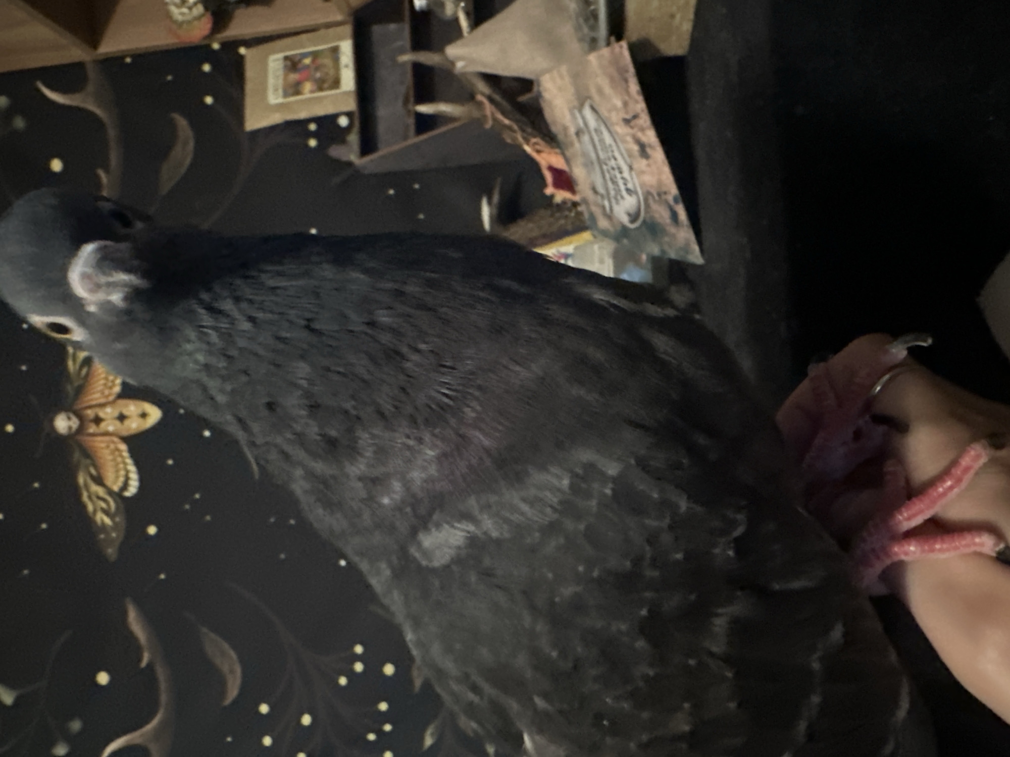 A close-up, eye-level shot shows a dark grey pigeon perched on a person's hand. The pigeon is facing the camera, with its beak slightly open and its eyes looking directly at the lens. Its feet are pink with black claws, and they are gripping the fingers of the hand. The background is dark and out of focus, but appears to be a room with some shelves and decorative items. The overall impression is one of an intimate and personal moment between the person and the bird. There is no discernible information about the city of Togliatti, Russia, within this image.