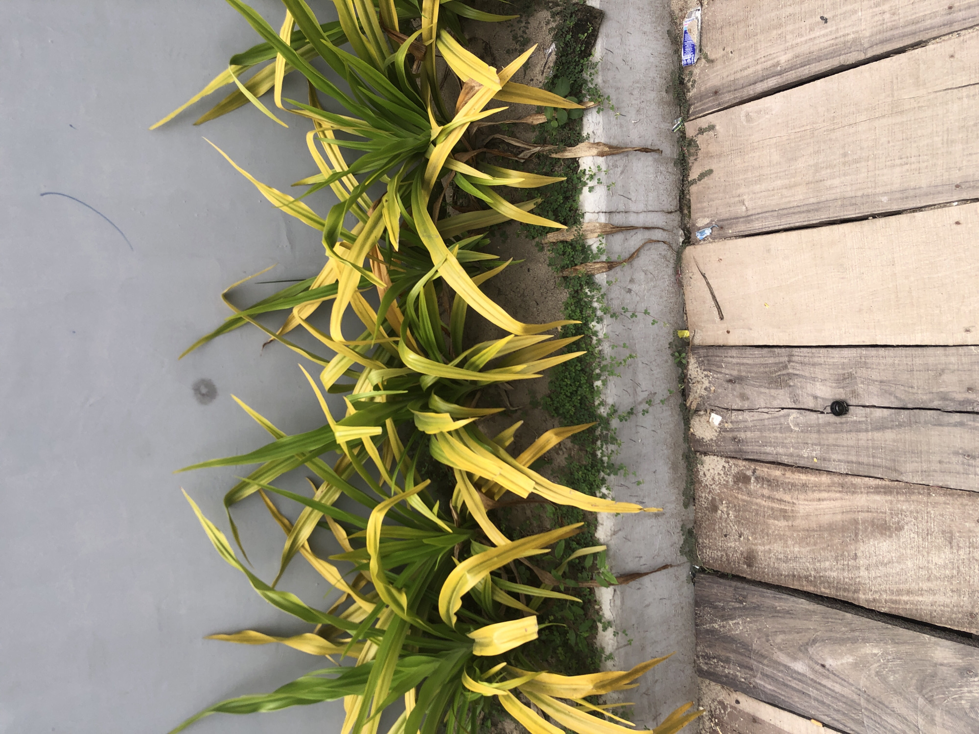 The image shows a row of plants with long, green and yellow leaves planted in the ground. The plants are in front of a smooth, grey wall. In the foreground, there is a wooden surface made of planks of varying colors and textures. Some of the planks are dark brown and weathered, while others are lighter and appear to be newer. There is some debris scattered on the wooden surface, including what appears to be a plastic wrapper. The scene is outdoors, likely in an urban environment given the presence of the wall and the wooden walkway, suggestive of a functional or utilitarian outdoor space. This setting is consistent with various outdoor areas in Ado, Nigeria, such as public parks, pathways, or the exteriors of buildings.