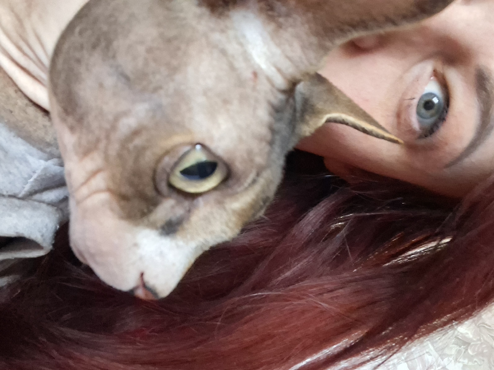 A close-up, upside-down selfie shows a woman with red hair and a pale blue eye next to a hairless cat with yellow eyes. The cat is positioned on the upper left, and the woman's eye is on the upper right. The cat's nose is near the woman's hair. A gray garment is slightly visible on the upper left. The location is Забалоцкі сельскі Савет, Belarus.